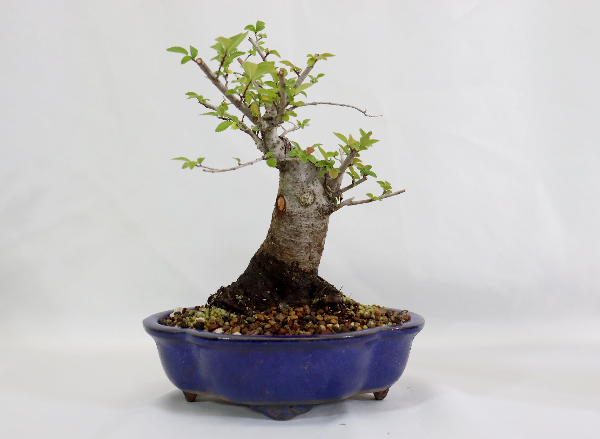 Chinese Elm in a Glazed Container - Schley's Bonsai
