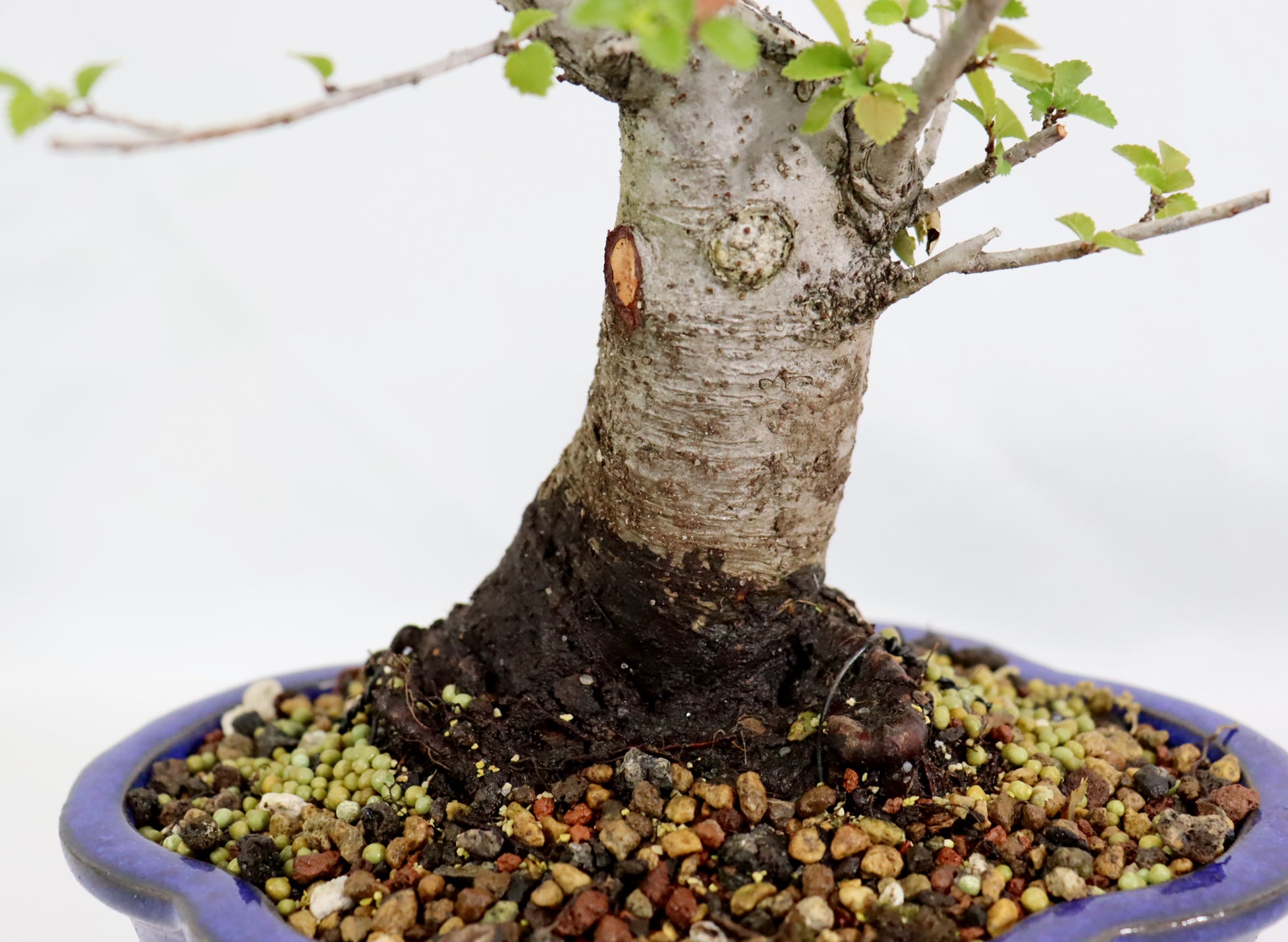 Chinese Elm in a Glazed Container
