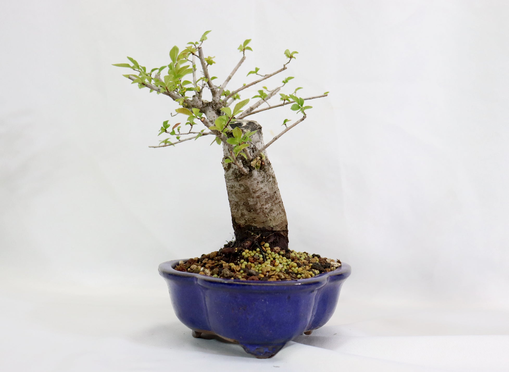 Chinese Elm in a Glazed Container - Schley's Bonsai