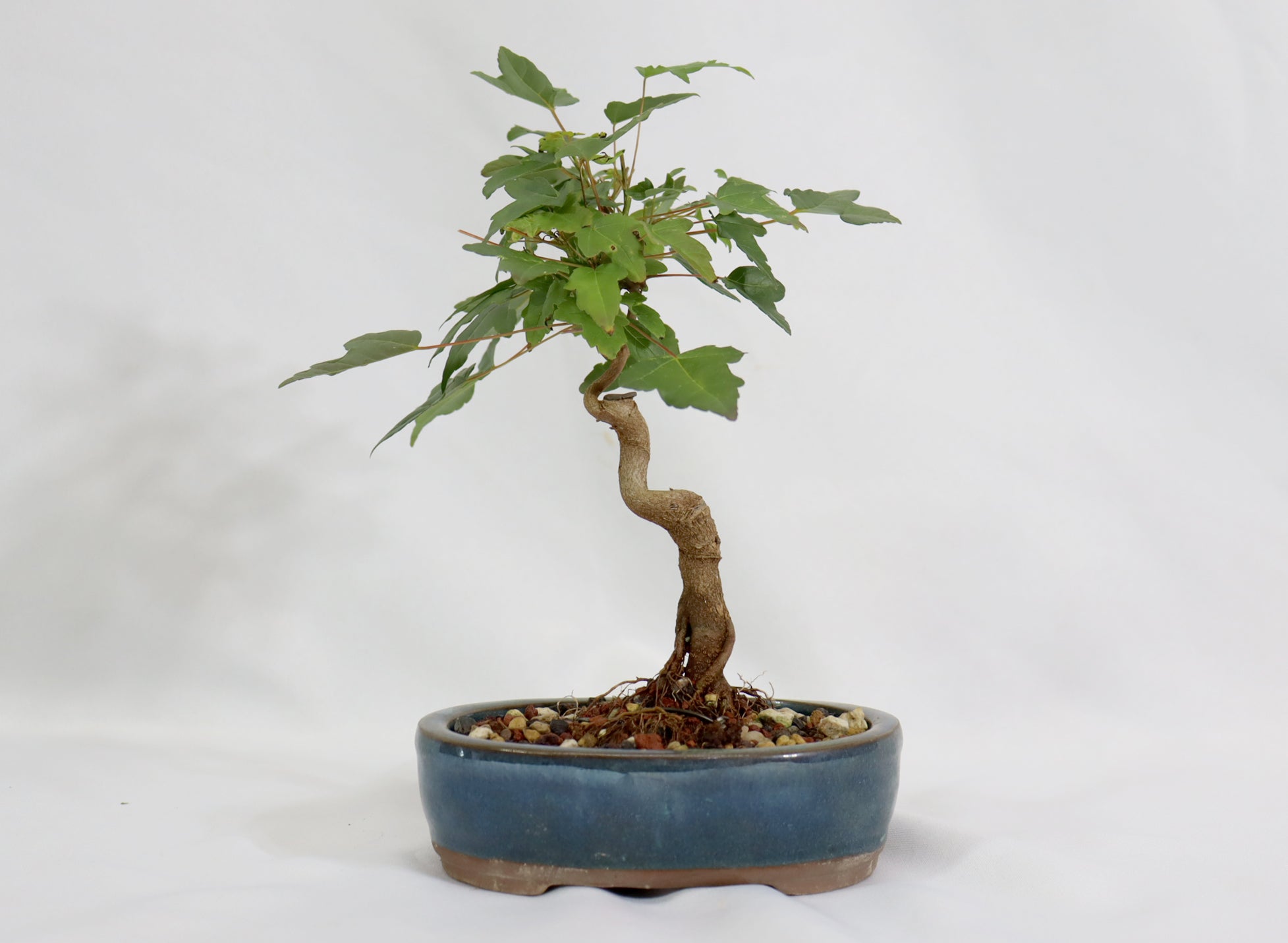 Trident Maple in a Blue Glazed Container - Schley's Bonsai