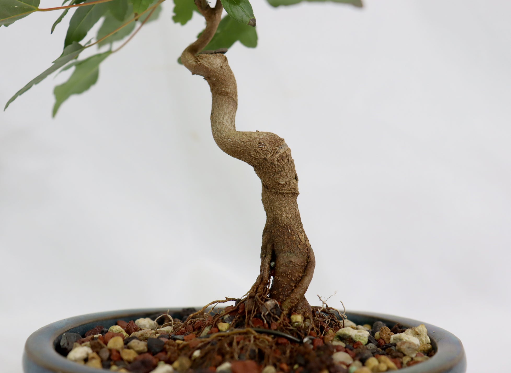 Trident Maple in a Blue Glazed Container