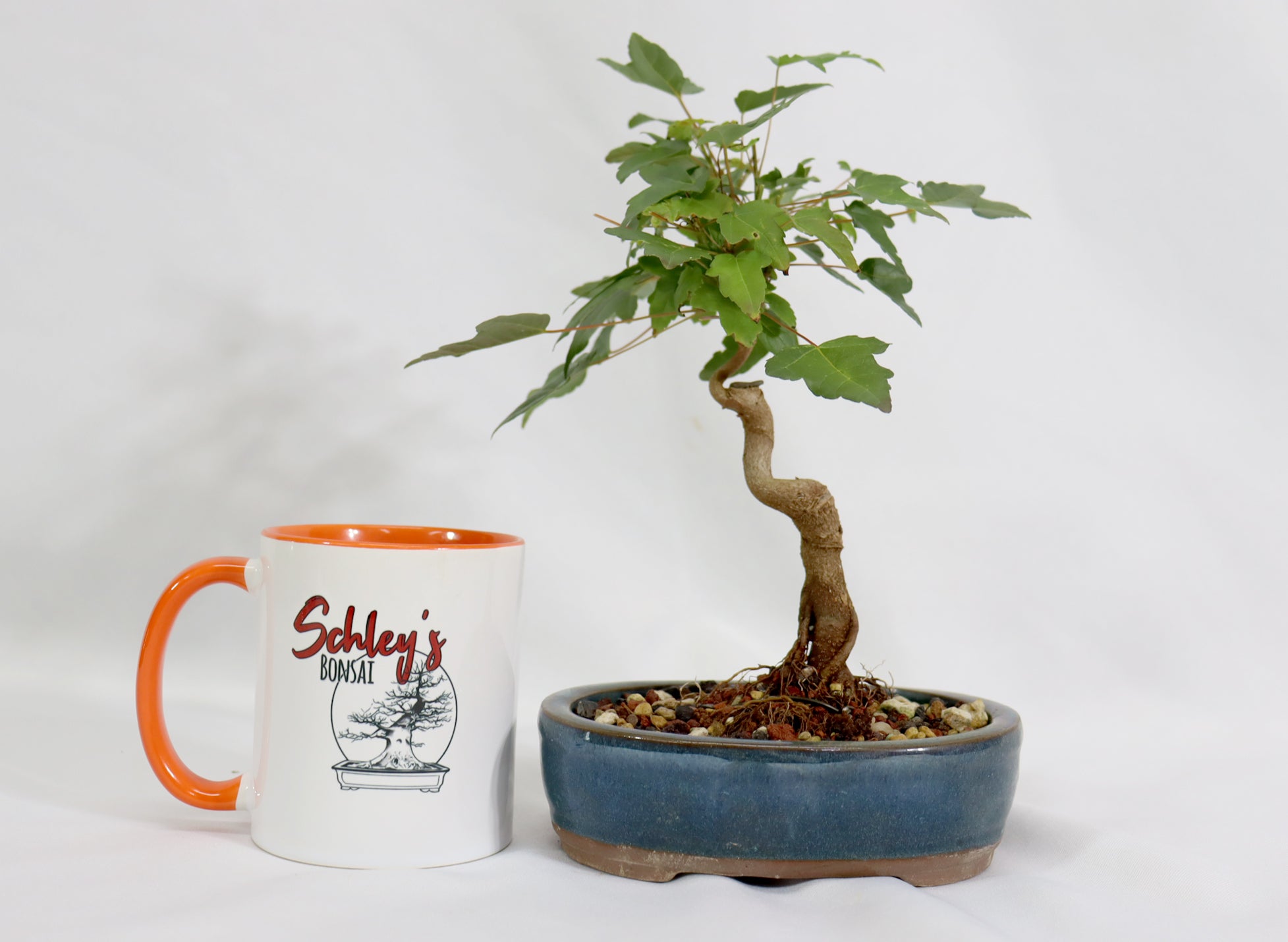Trident Maple in a Blue Glazed Container