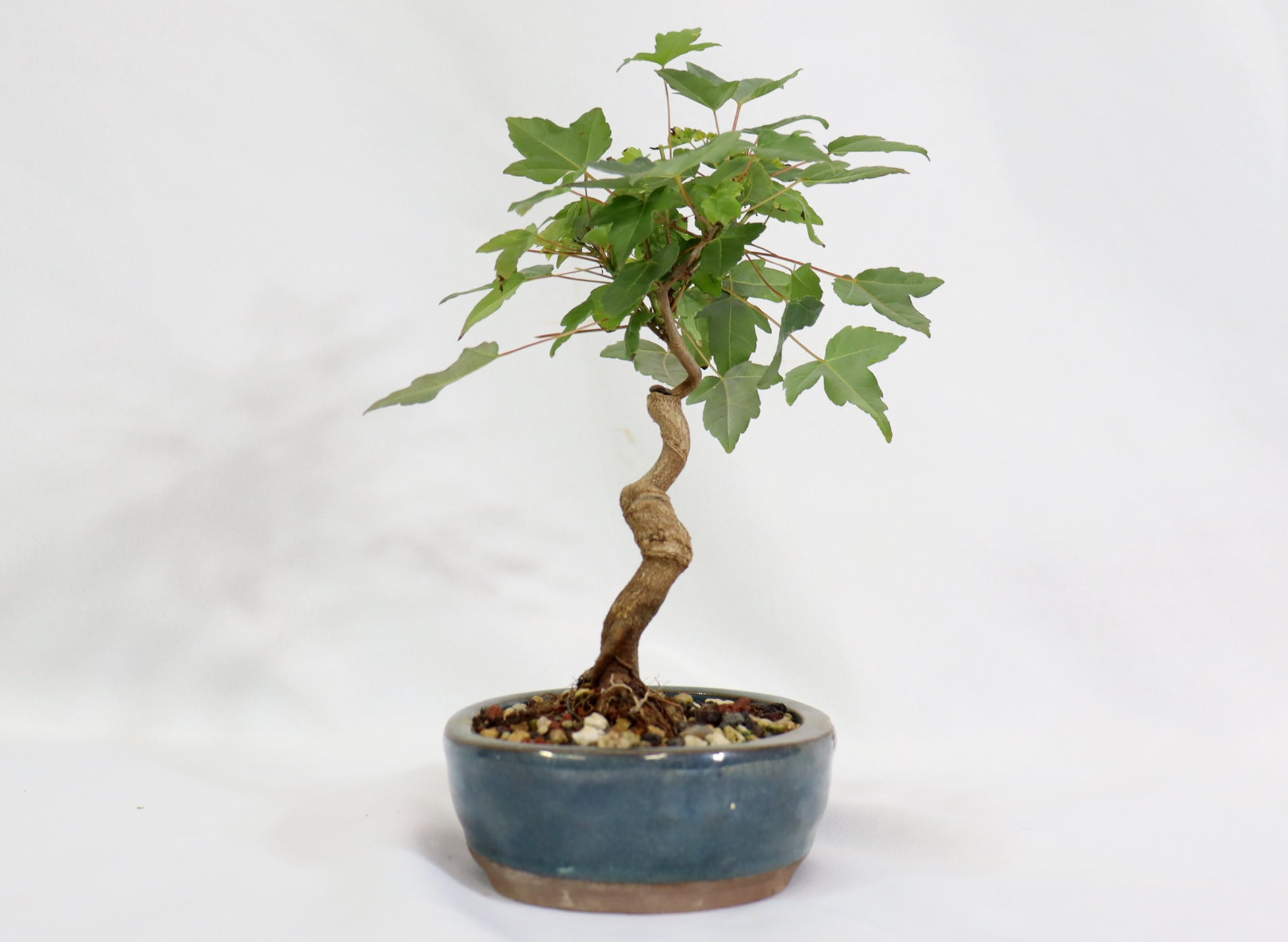 Trident Maple in a Blue Glazed Container