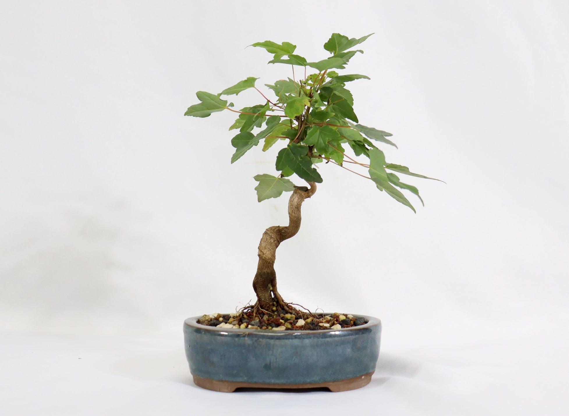 Trident Maple in a Blue Glazed Container - Schley's Bonsai