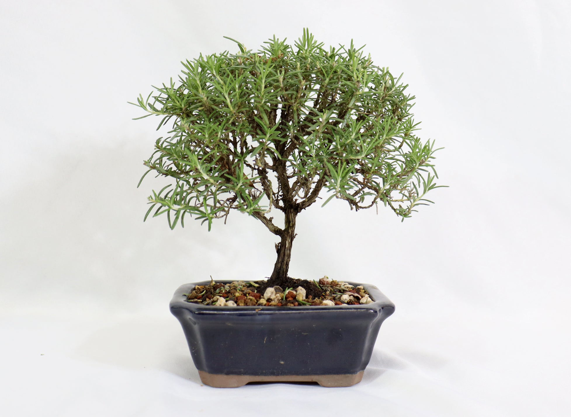 Rosemary in a Glazed Container - Schley's Bonsai