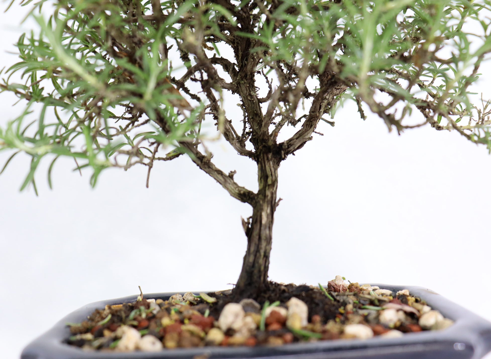 Rosemary in a Glazed Container
