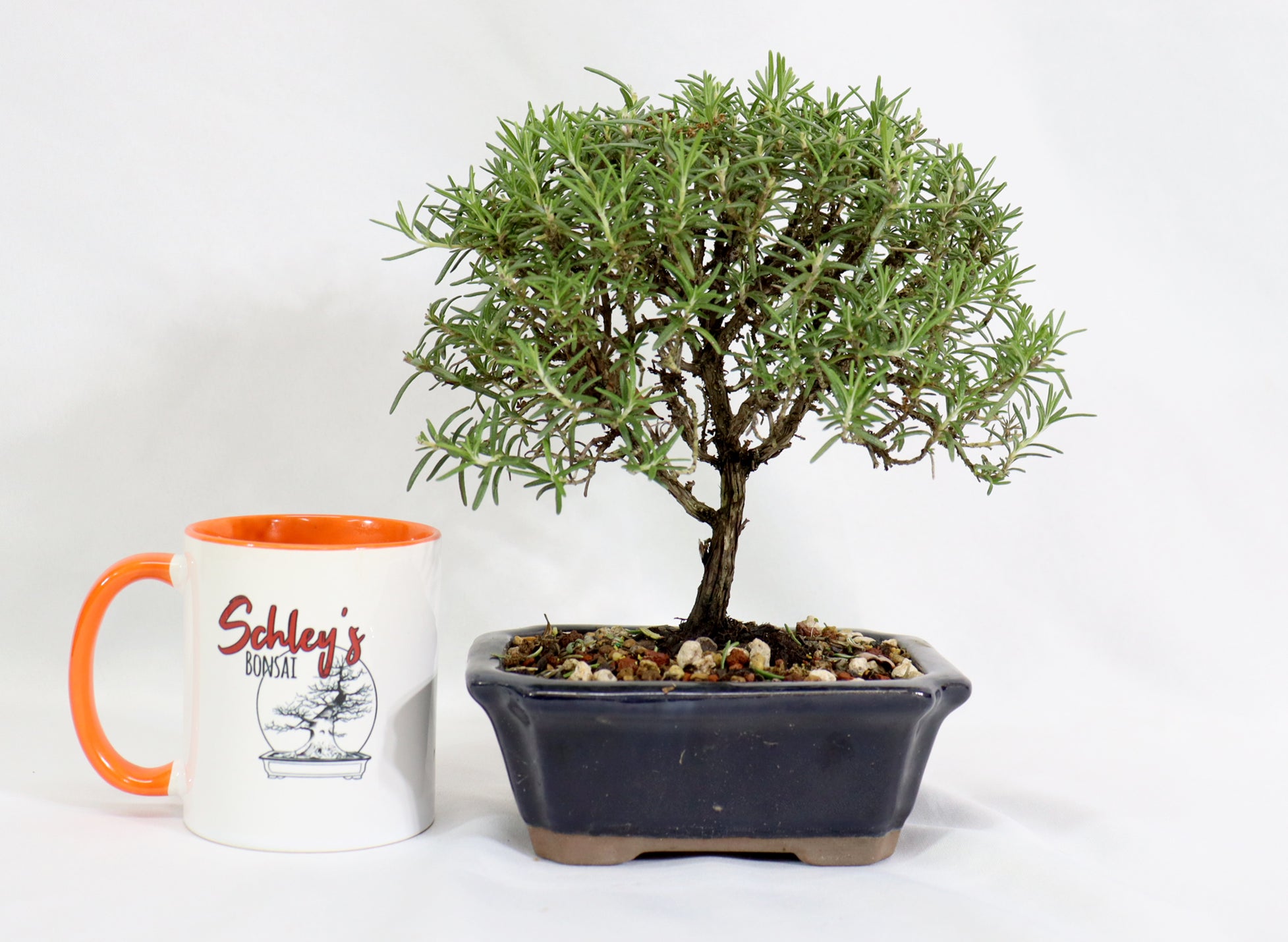 Rosemary in a Glazed Container