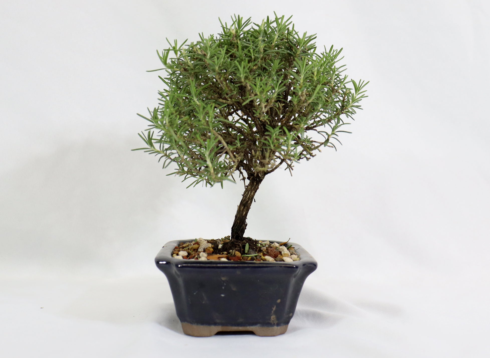 Rosemary in a Glazed Container - Schley's Bonsai