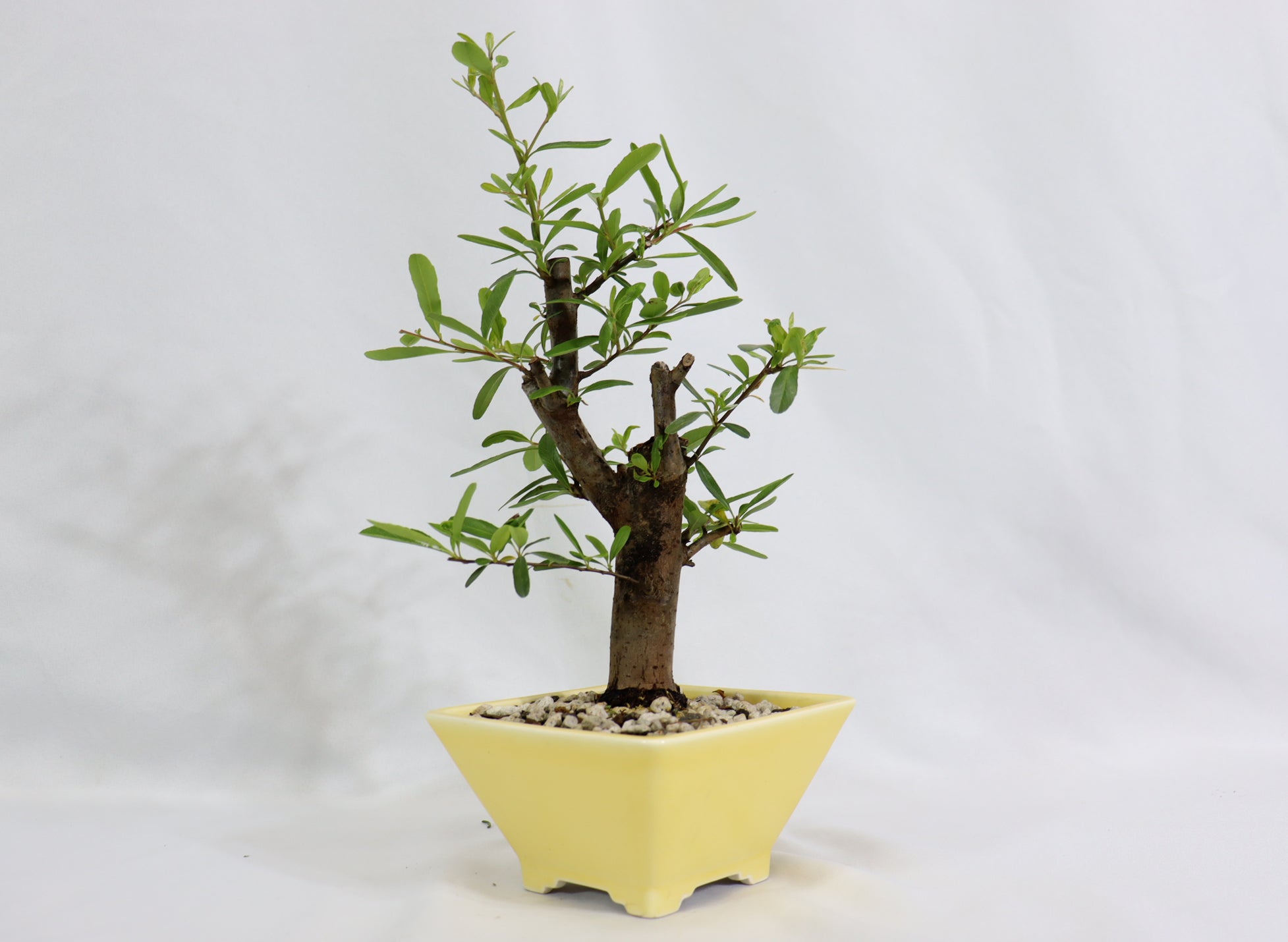 Pyracantha in a Glazed Quality Container