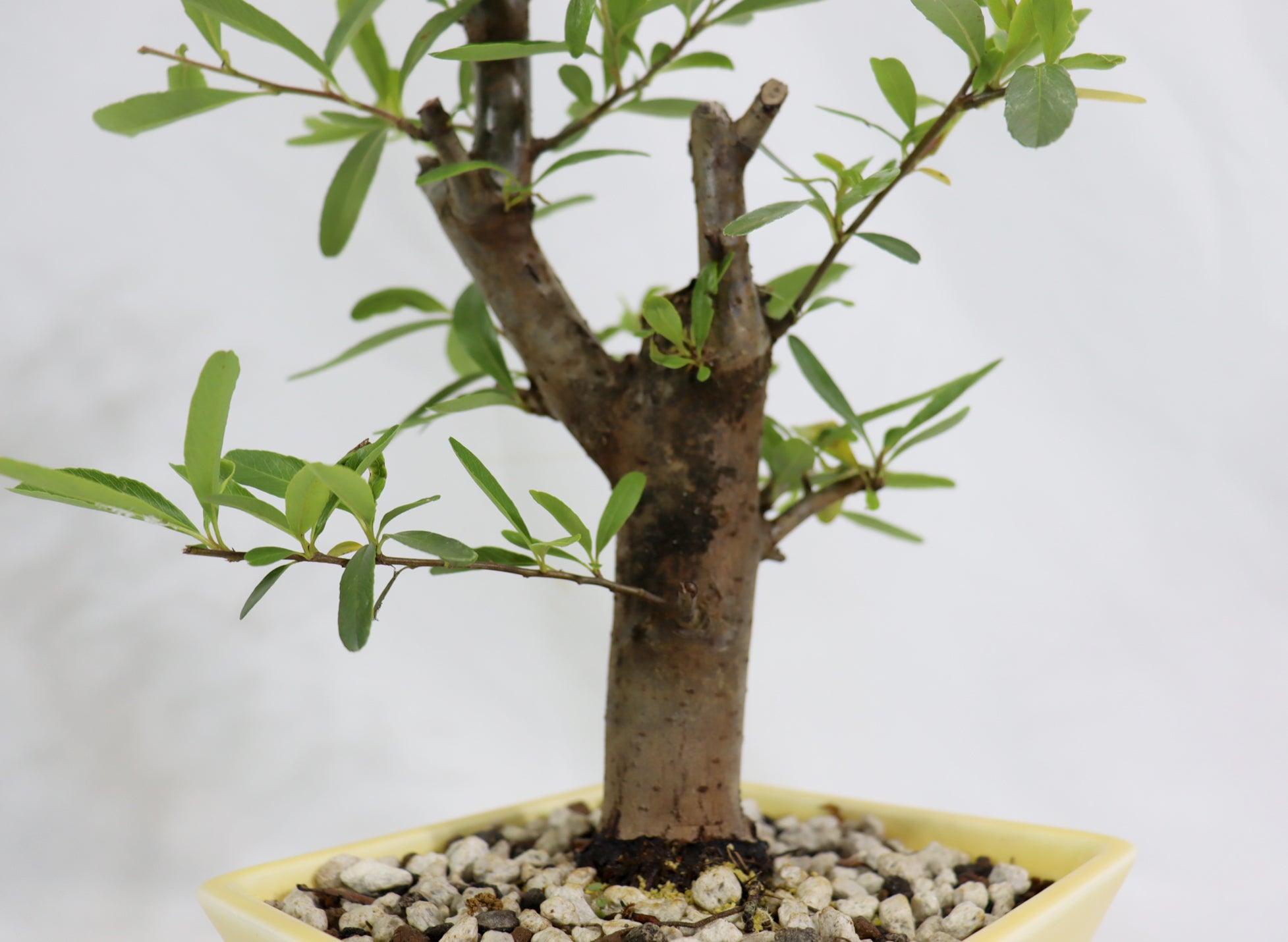 Pyracantha in a Glazed Quality Container
