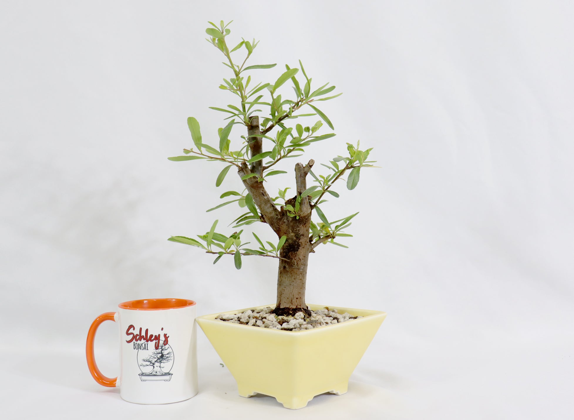 Pyracantha in a Glazed Quality Container