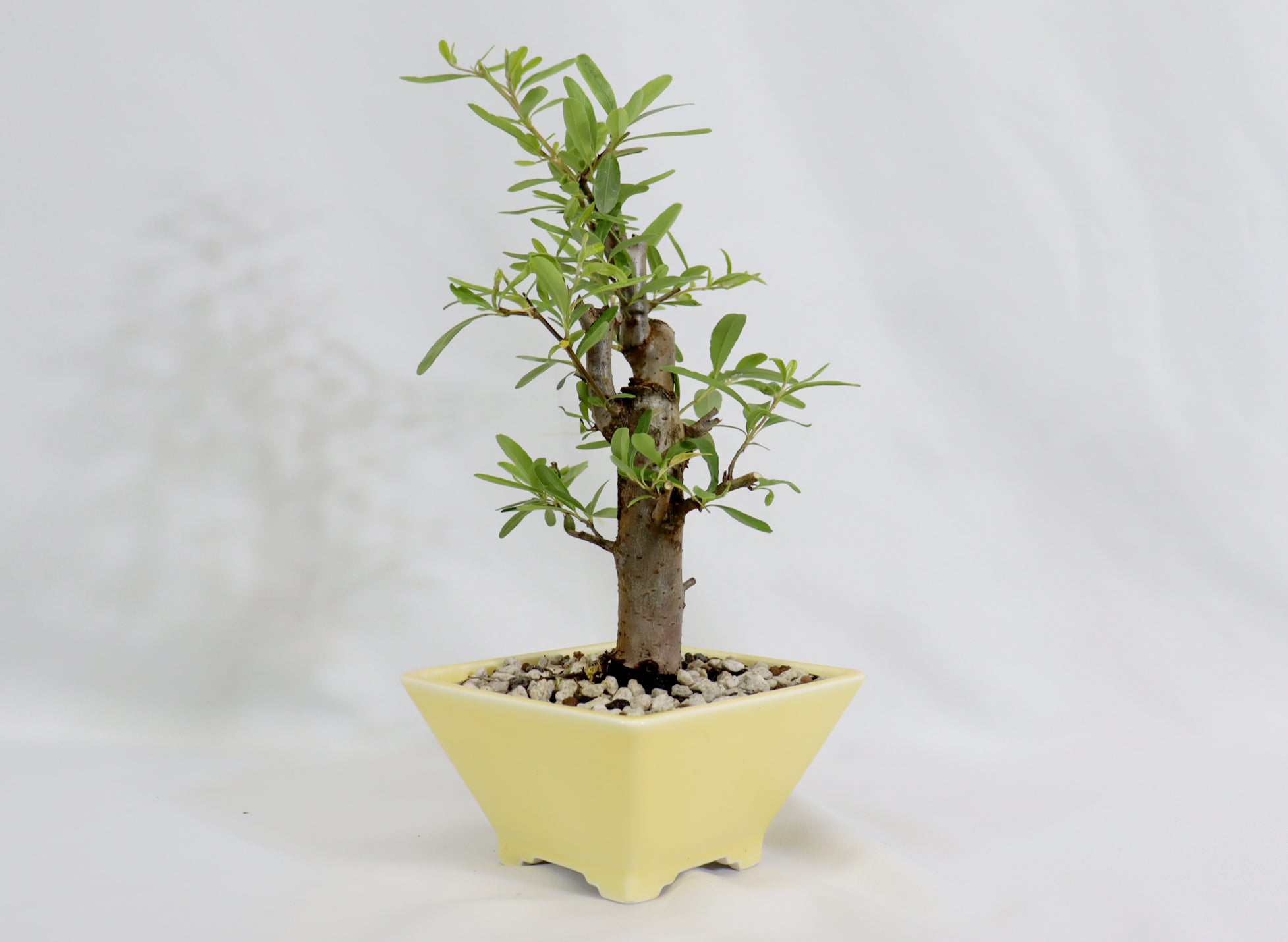 Pyracantha in a Glazed Quality Container