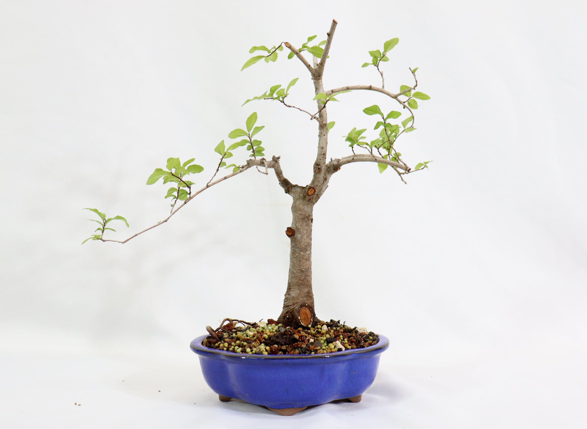 Chinese Elm in a Blue Glazed Pot - Schley's Bonsai