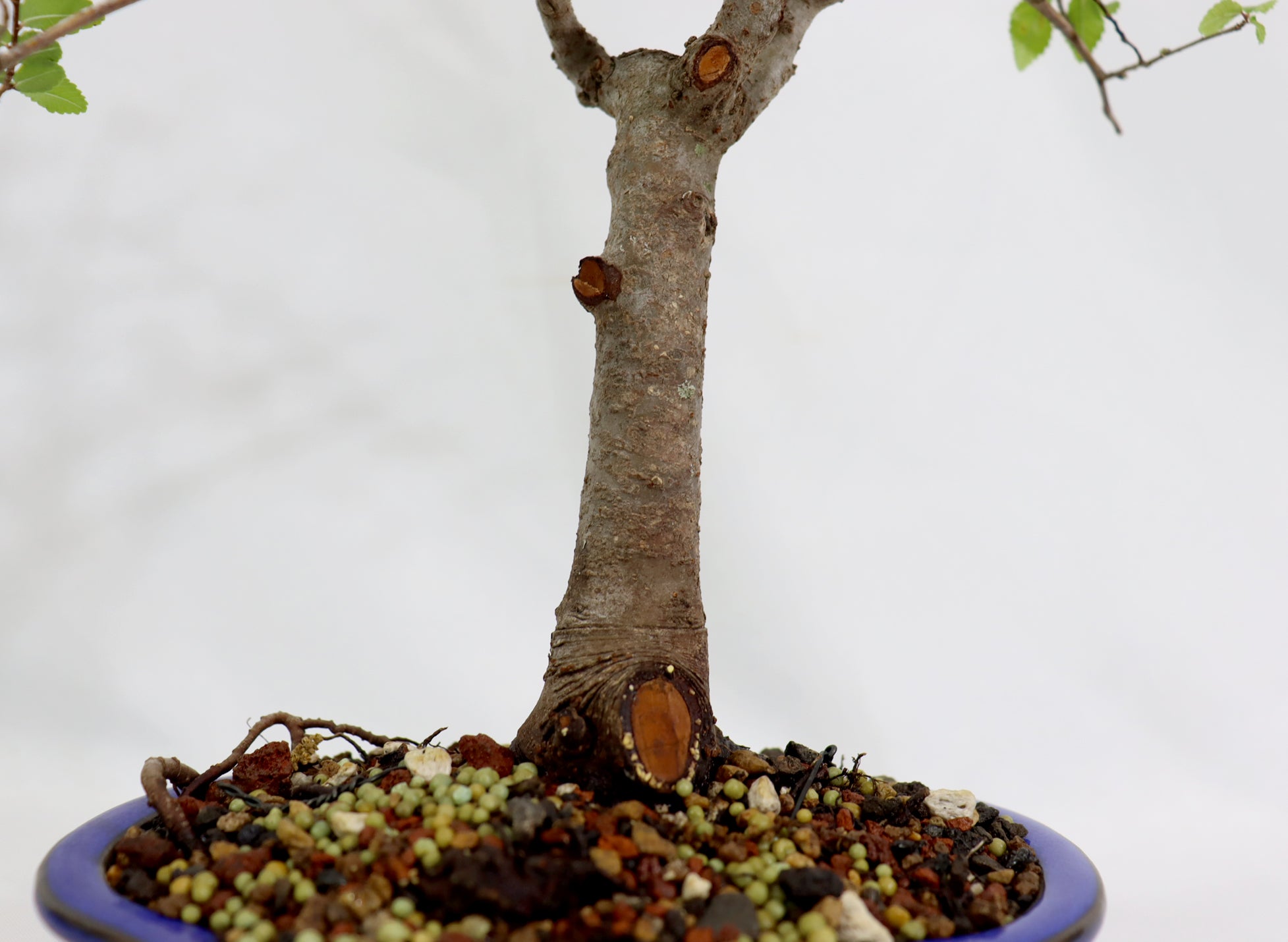 Chinese Elm in a Blue Glazed Pot