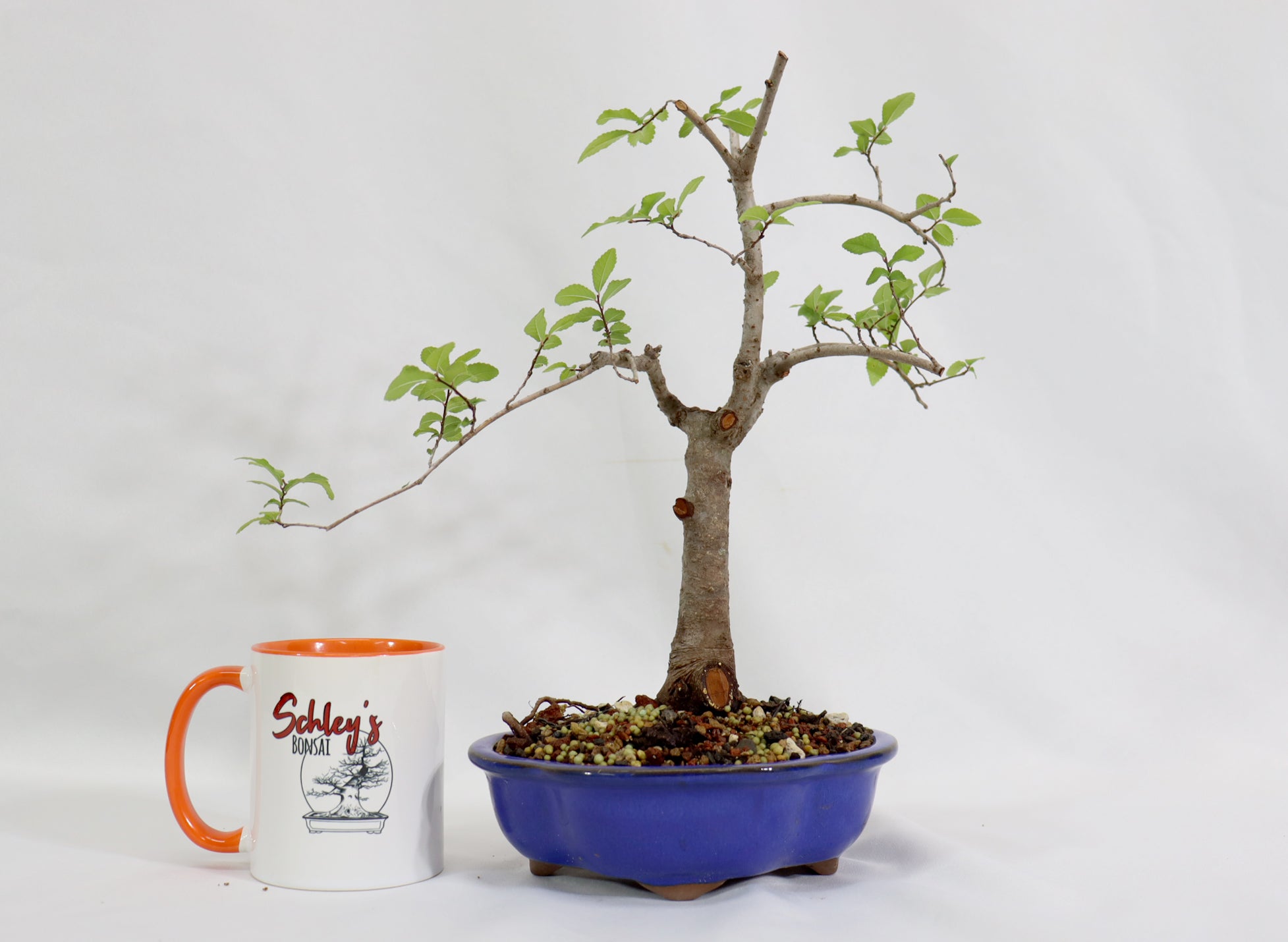 Chinese Elm in a Blue Glazed Pot