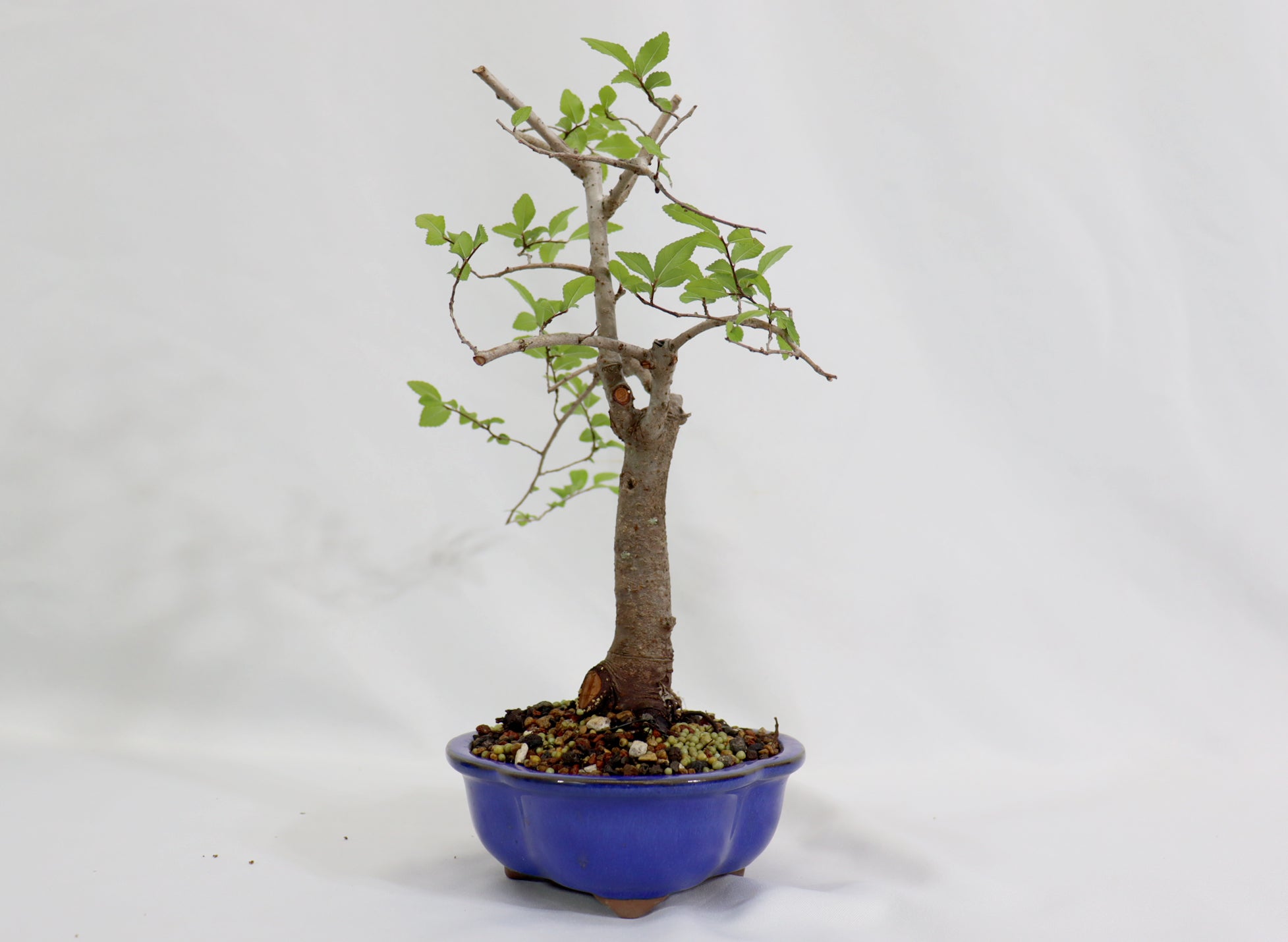 Chinese Elm in a Blue Glazed Pot - Schley's Bonsai