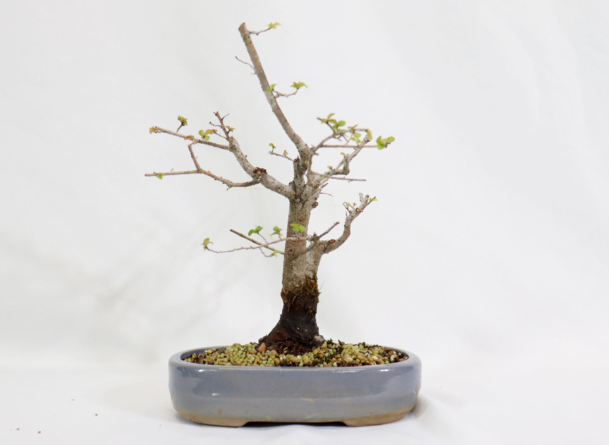 Chinese Elm in a Blue Oval Container - Schley's Bonsai