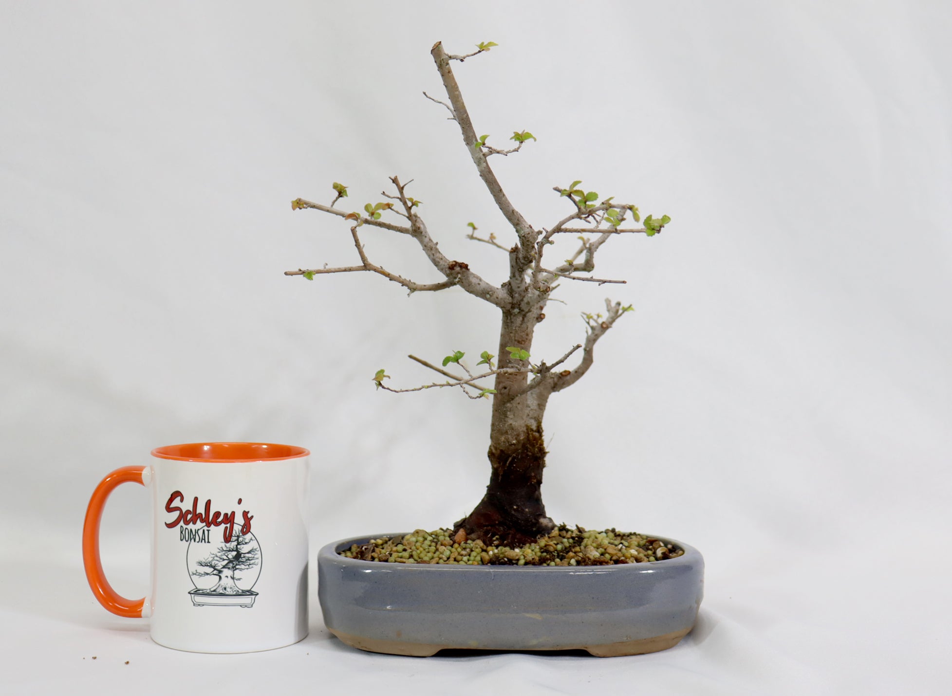 Chinese Elm in a Blue Oval Container