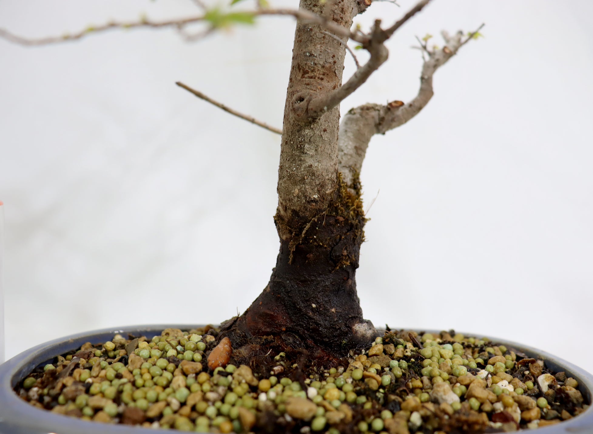 Chinese Elm in a Blue Oval Container