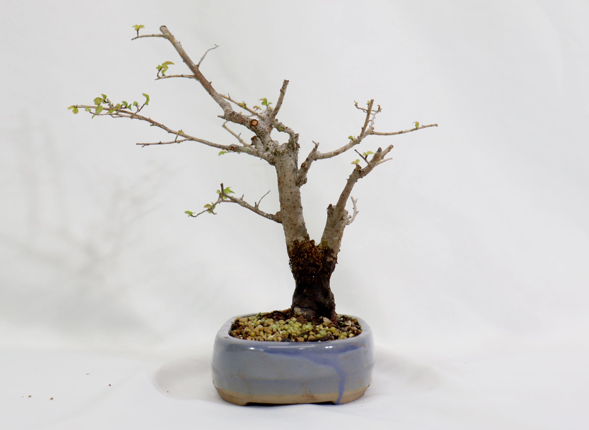 Chinese Elm in a Blue Oval Container - Schley's Bonsai