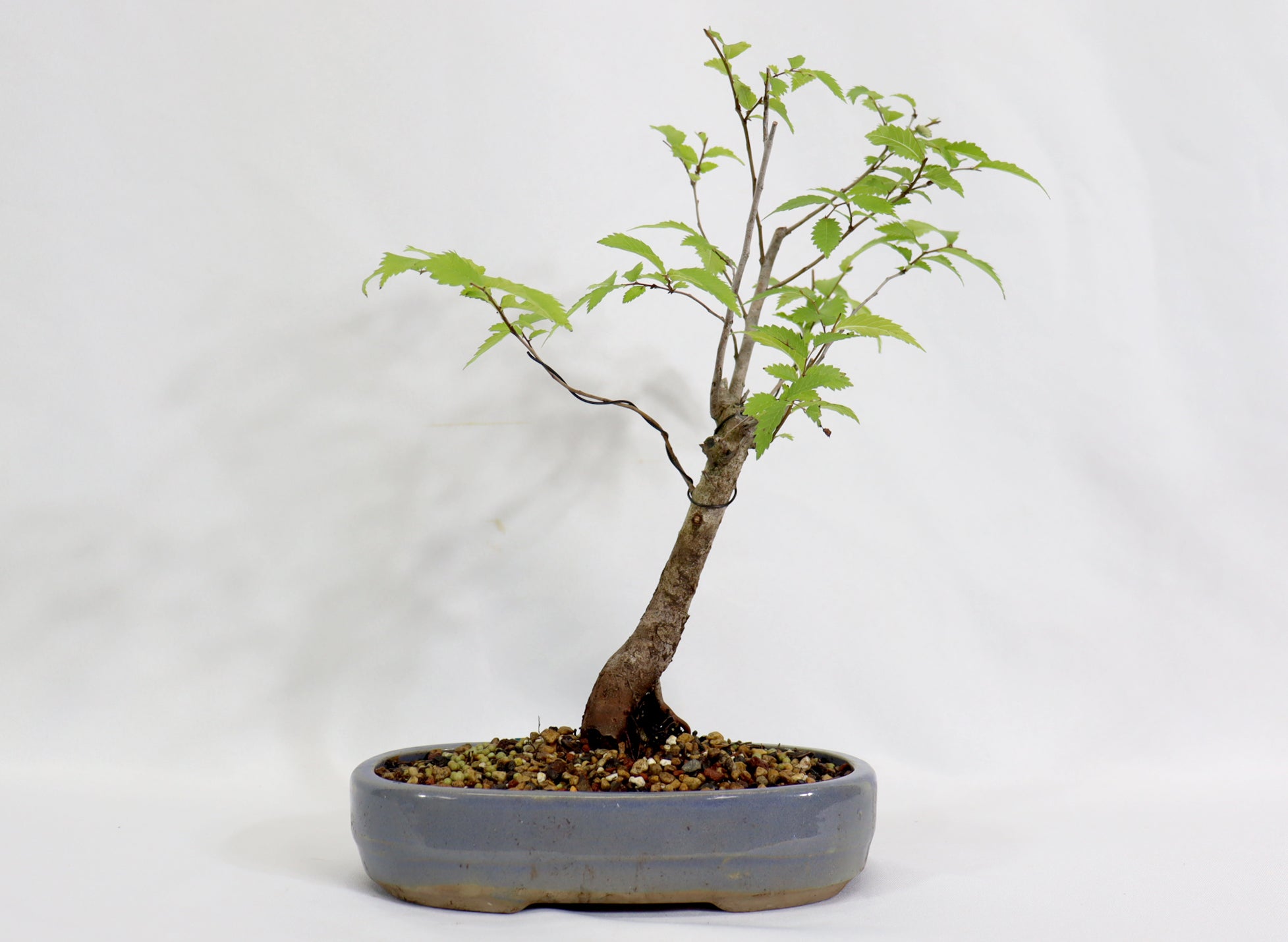 American Elm in a Blue Oval Container