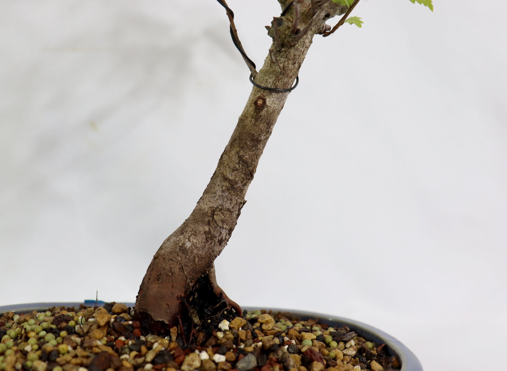 American Elm in a Blue Oval Container
