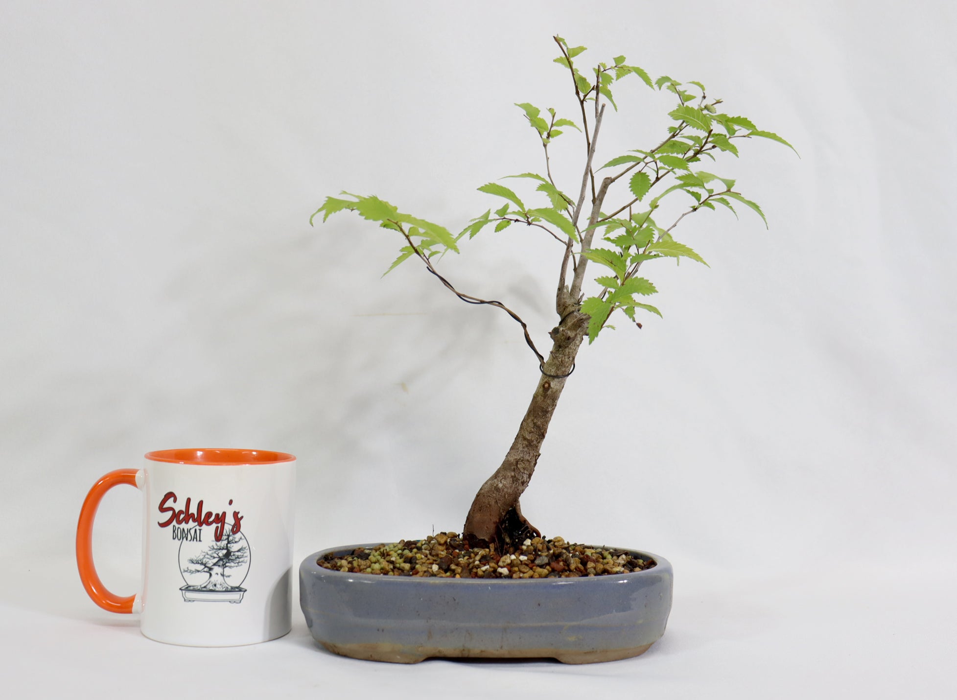 American Elm in a Blue Oval Container