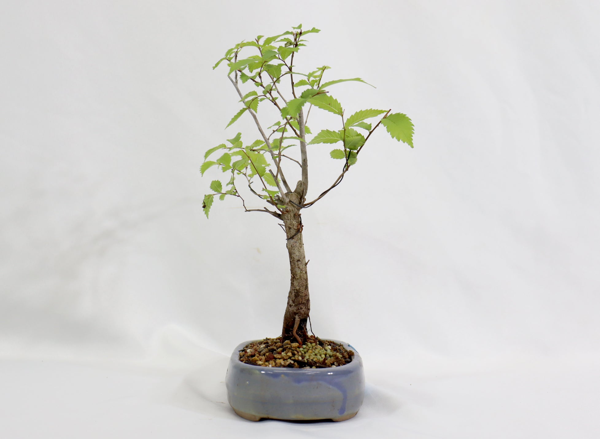 American Elm in a Blue Oval Container