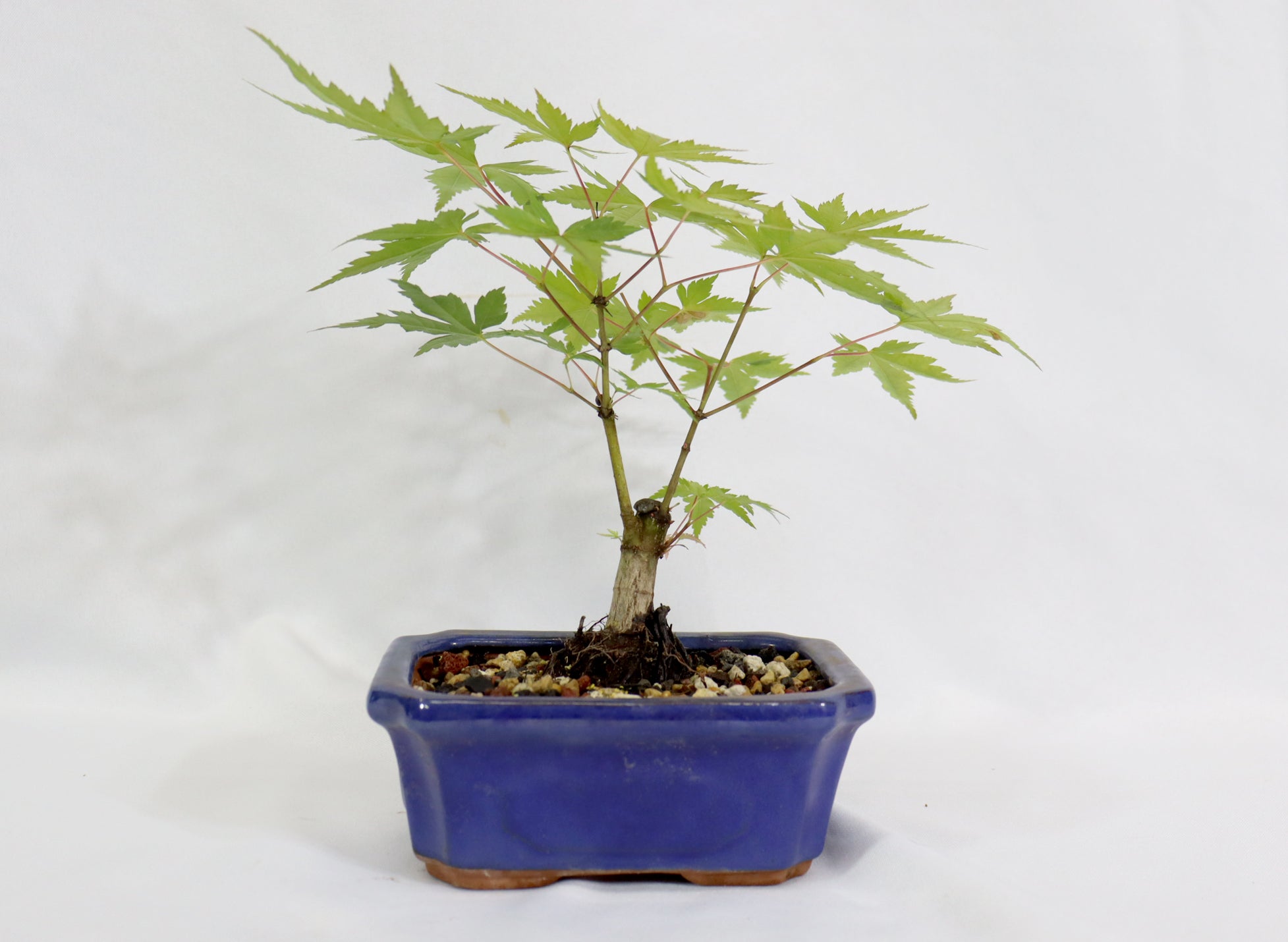 Shohin Japanese Maple in a Blue Pot - Schley's Bonsai