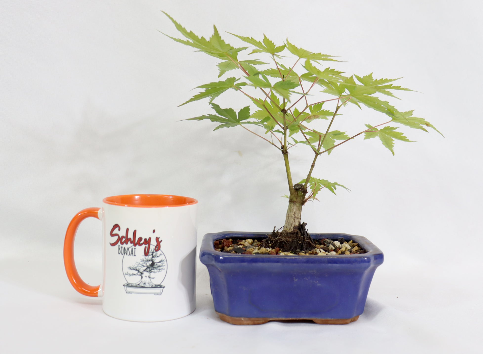 Shohin Japanese Maple in a Blue Pot