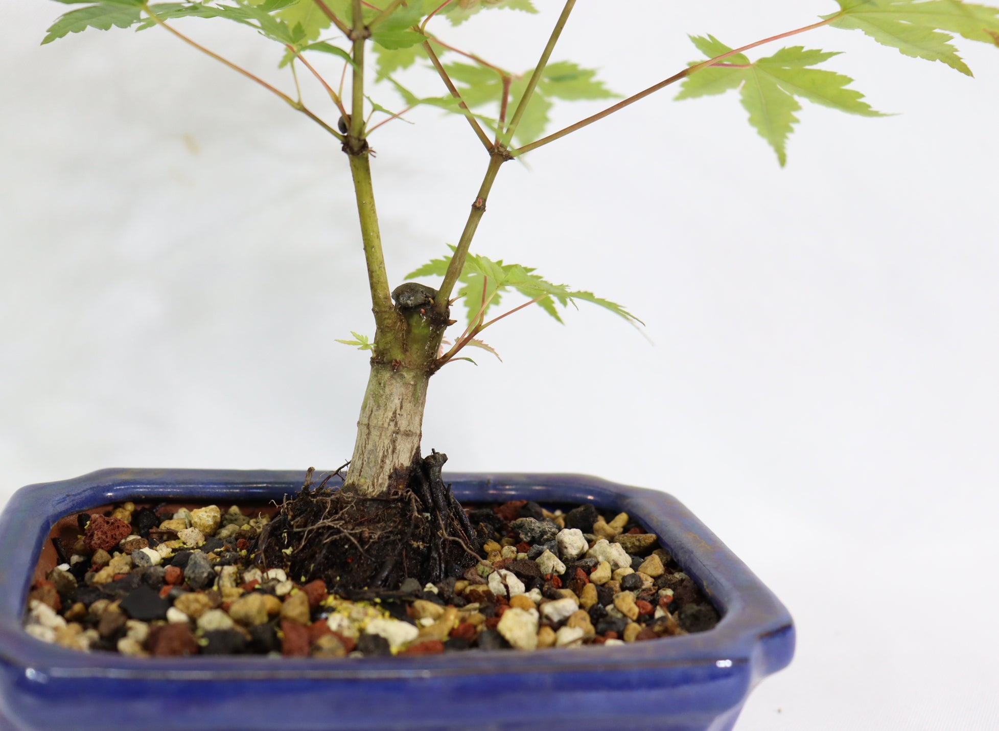 Shohin Japanese Maple in a Blue Pot