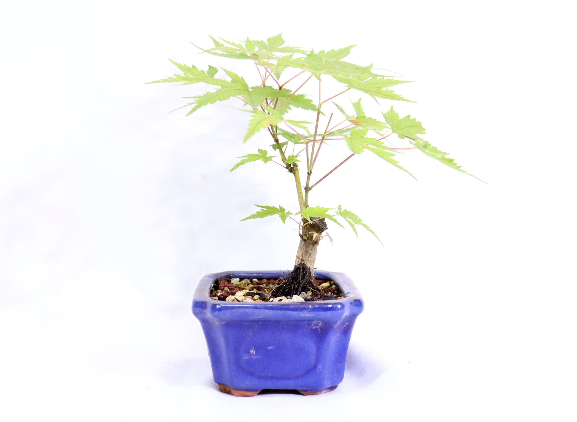 Shohin Japanese Maple in a Blue Pot - Schley's Bonsai