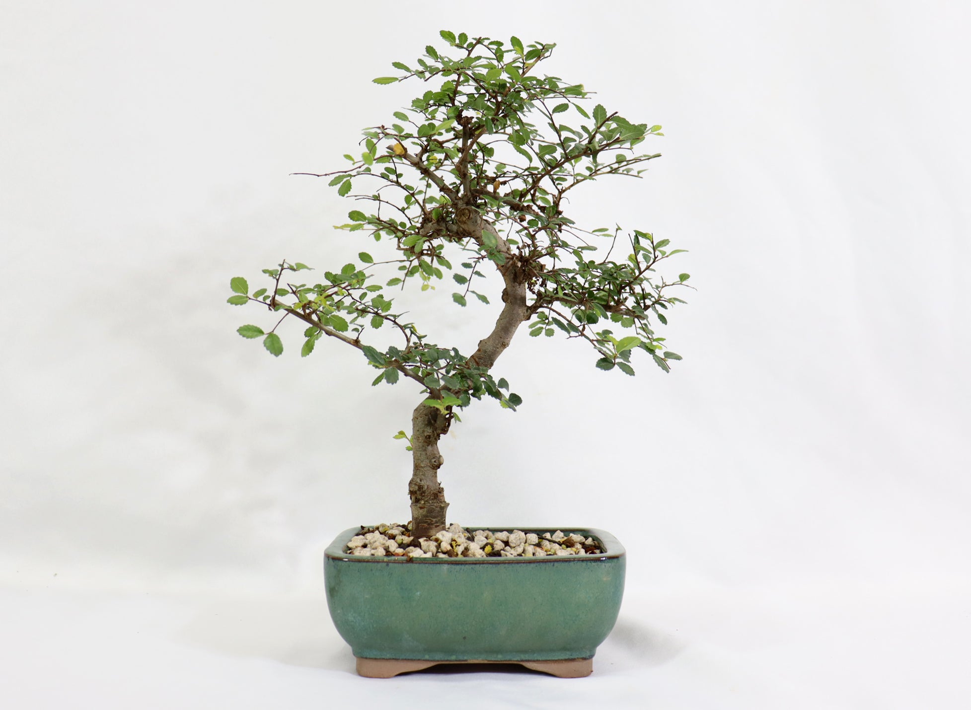 Chinese Elm in a Glazed Container - Schley's Bonsai