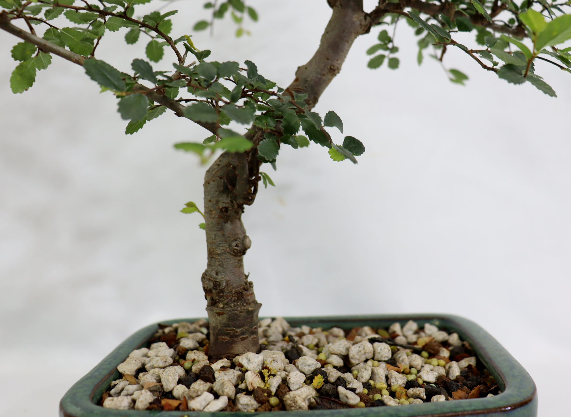 Chinese Elm in a Glazed Container