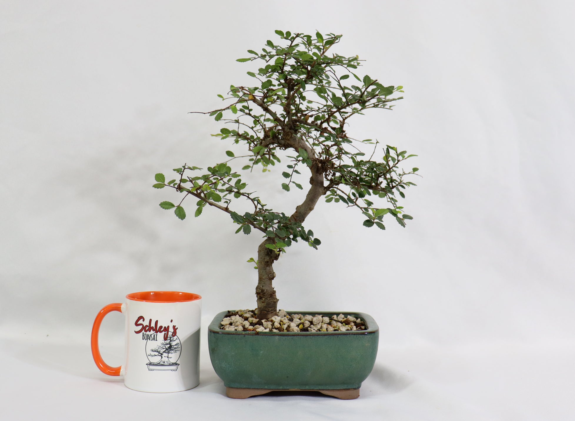 Chinese Elm in a Glazed Container