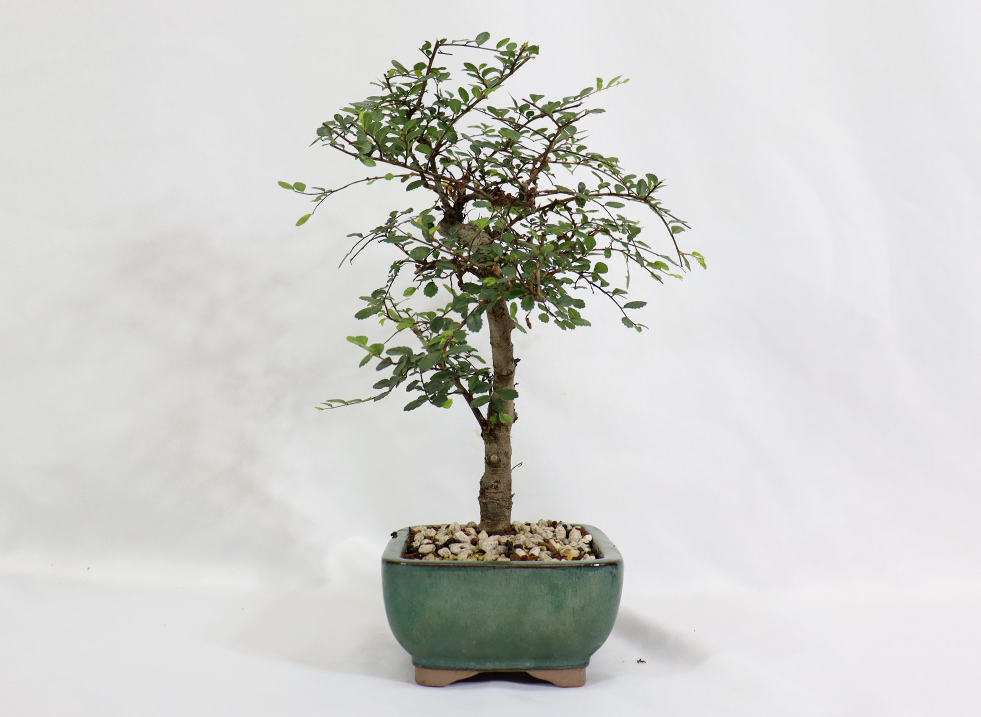 Chinese Elm in a Glazed Container - Schley's Bonsai