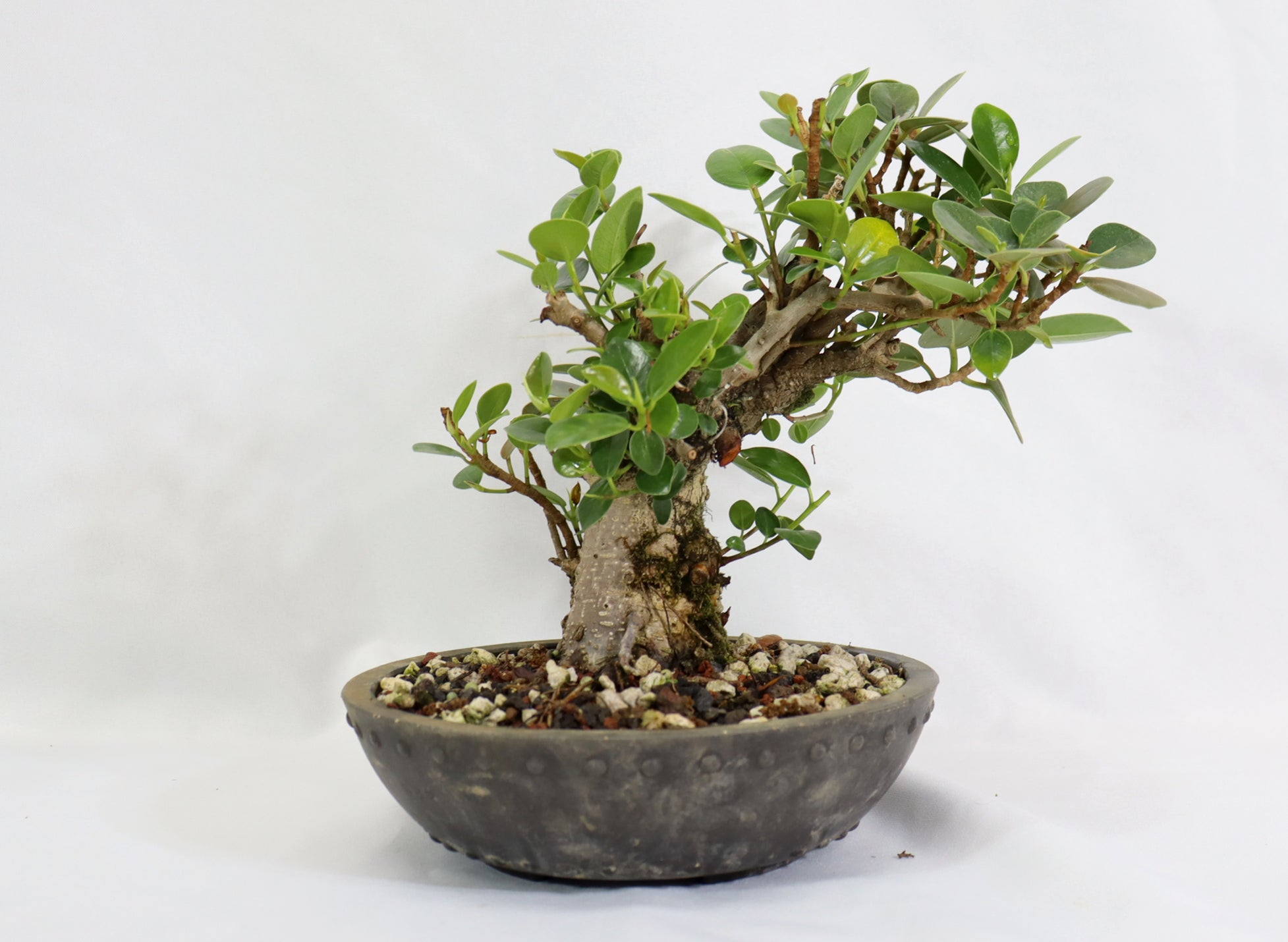green island ficus bonsai tree Green Island Ficus in a Round Mica Container