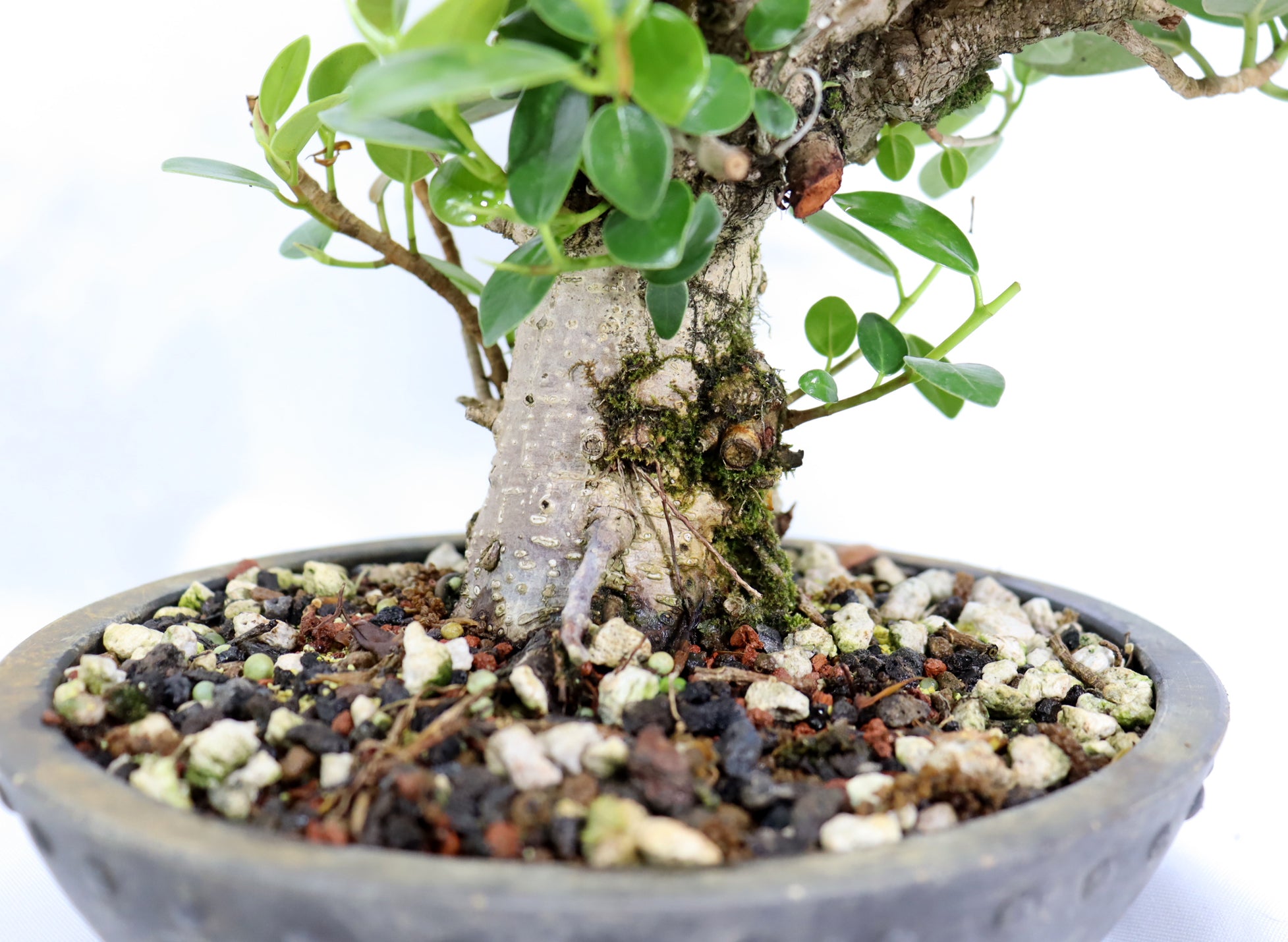 Green Island Ficus in a Round Mica Container