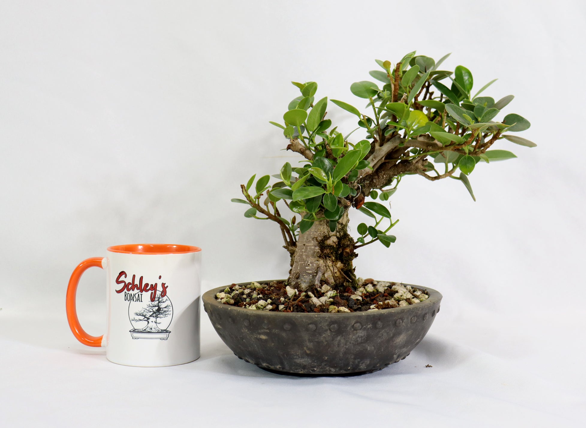 Green Island Ficus in a Round Mica Container
