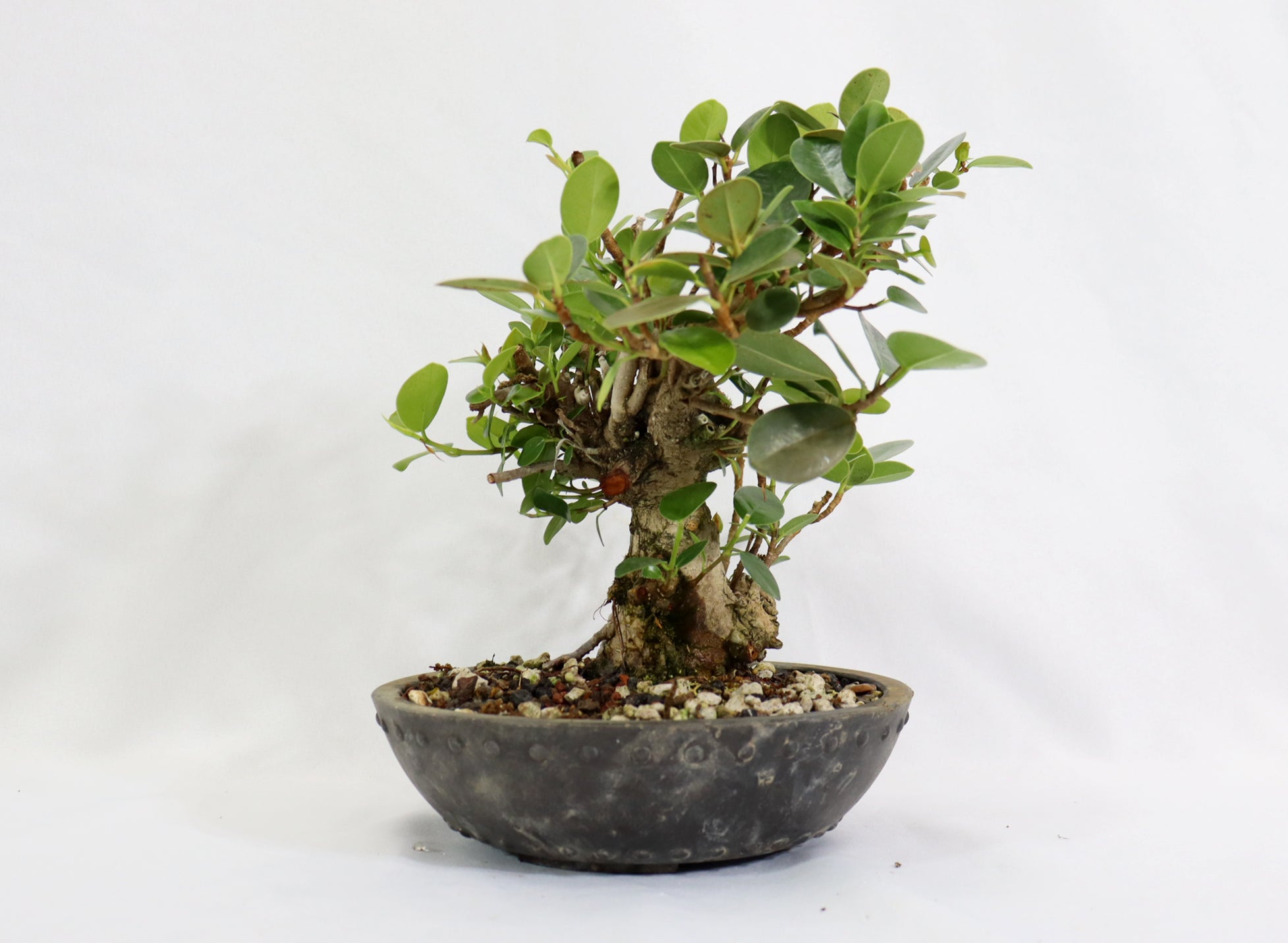 Ficus in a Round Mica Container - Schley's Bonsai