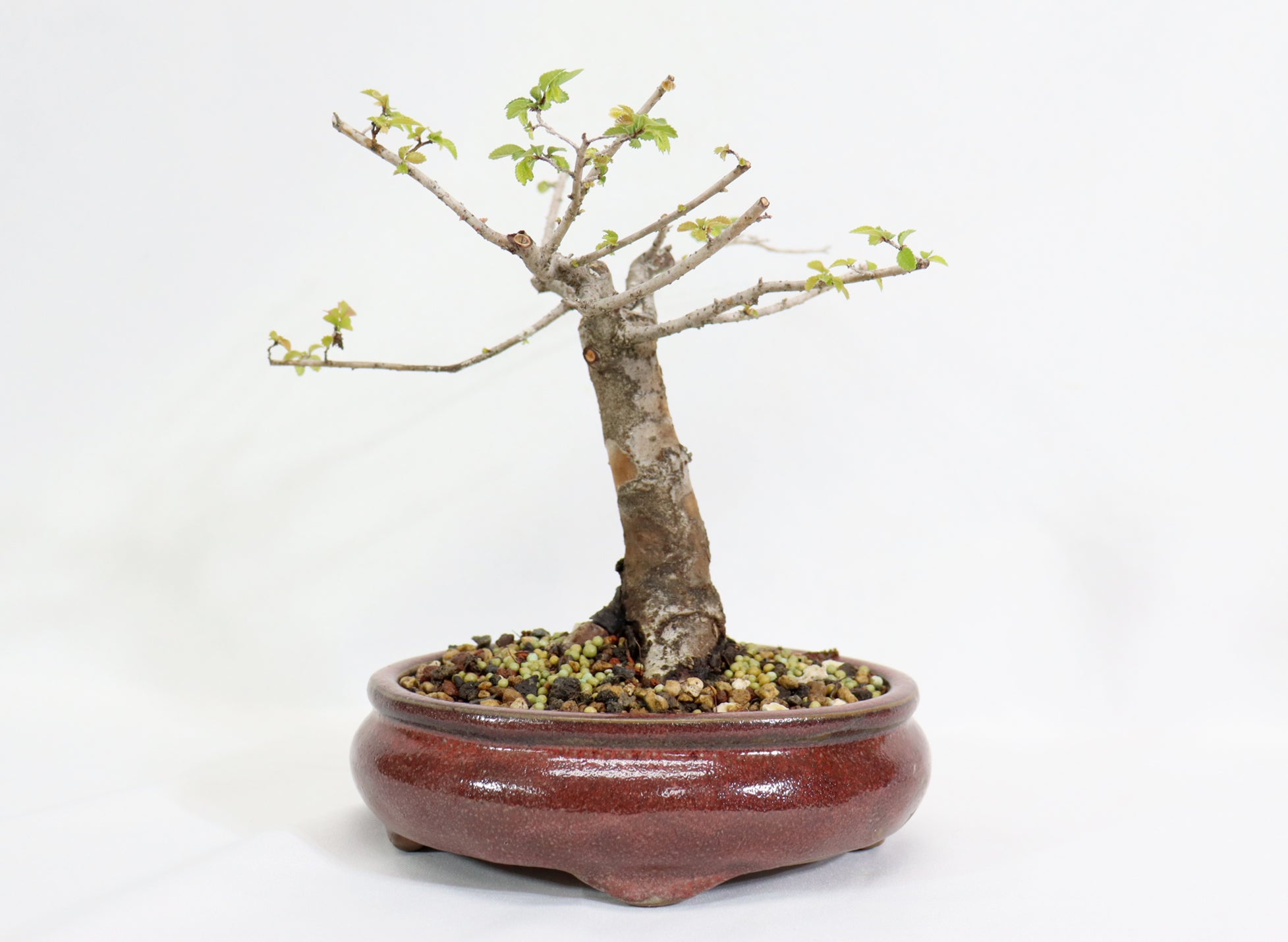 Chinese Elm in a Glazed Oxblood Container - Schley's Bonsai