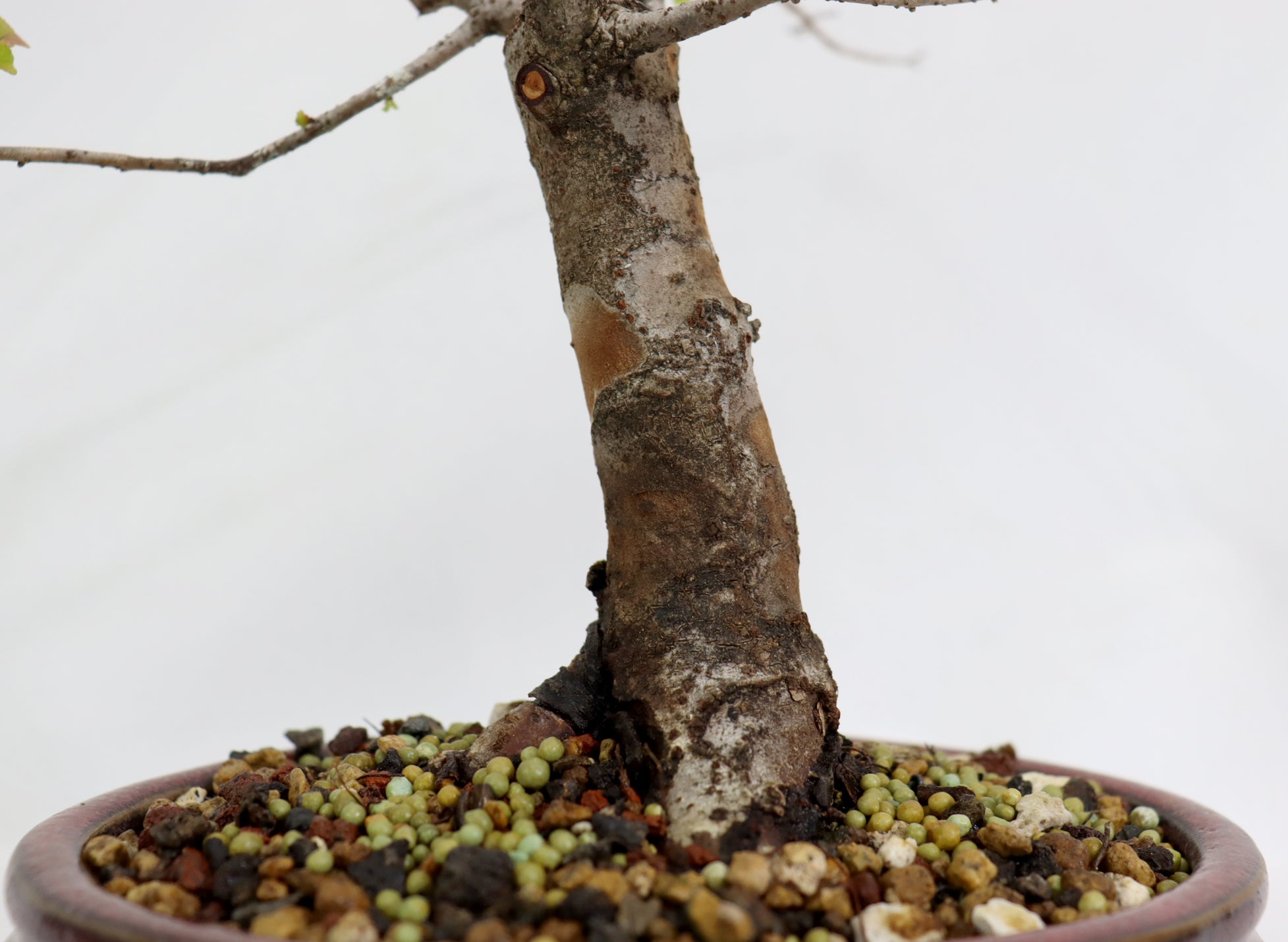 Chinese Elm in a Glazed Oxblood Container