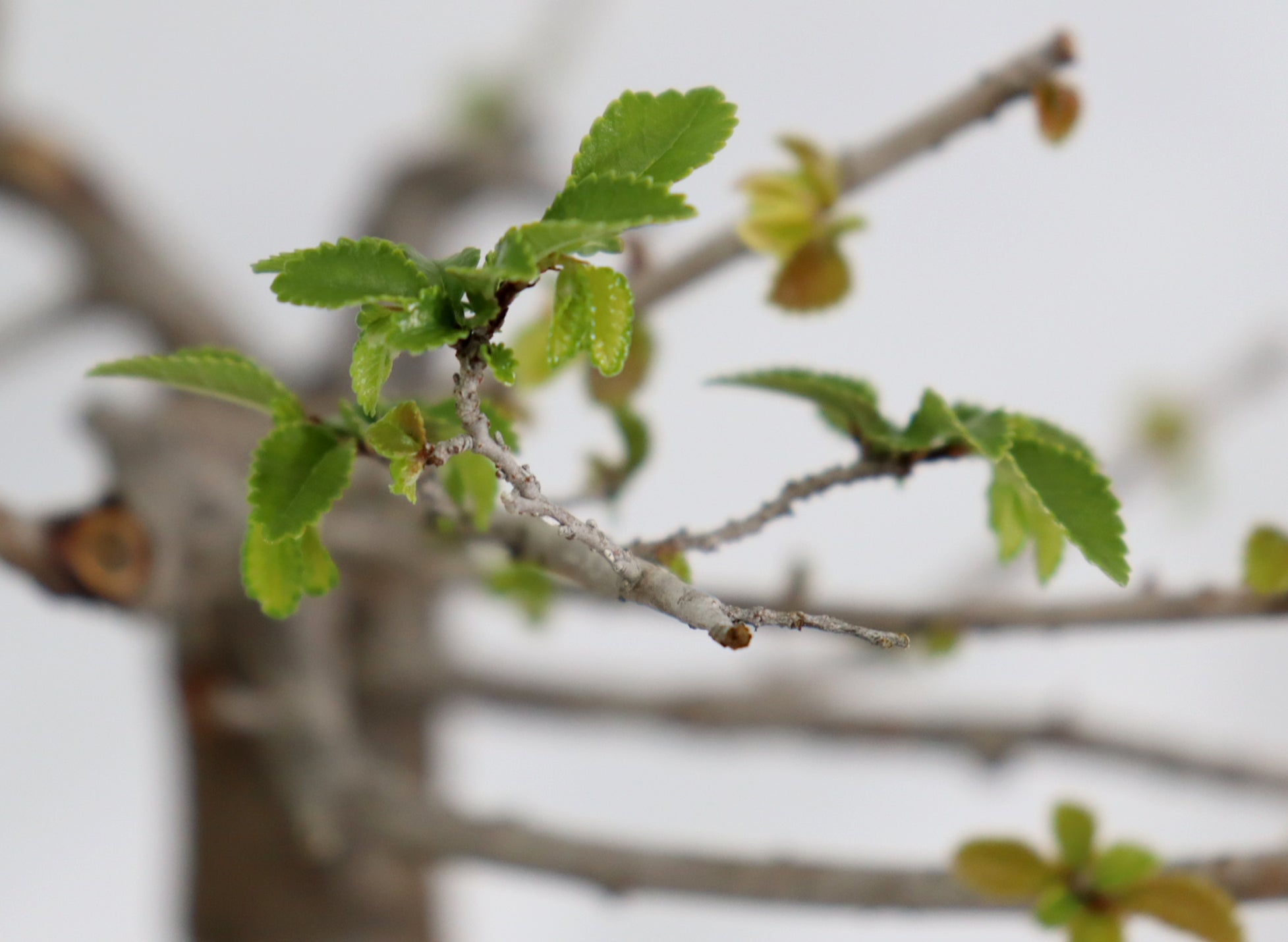 Chinese Elm in a Glazed Oxblood Container