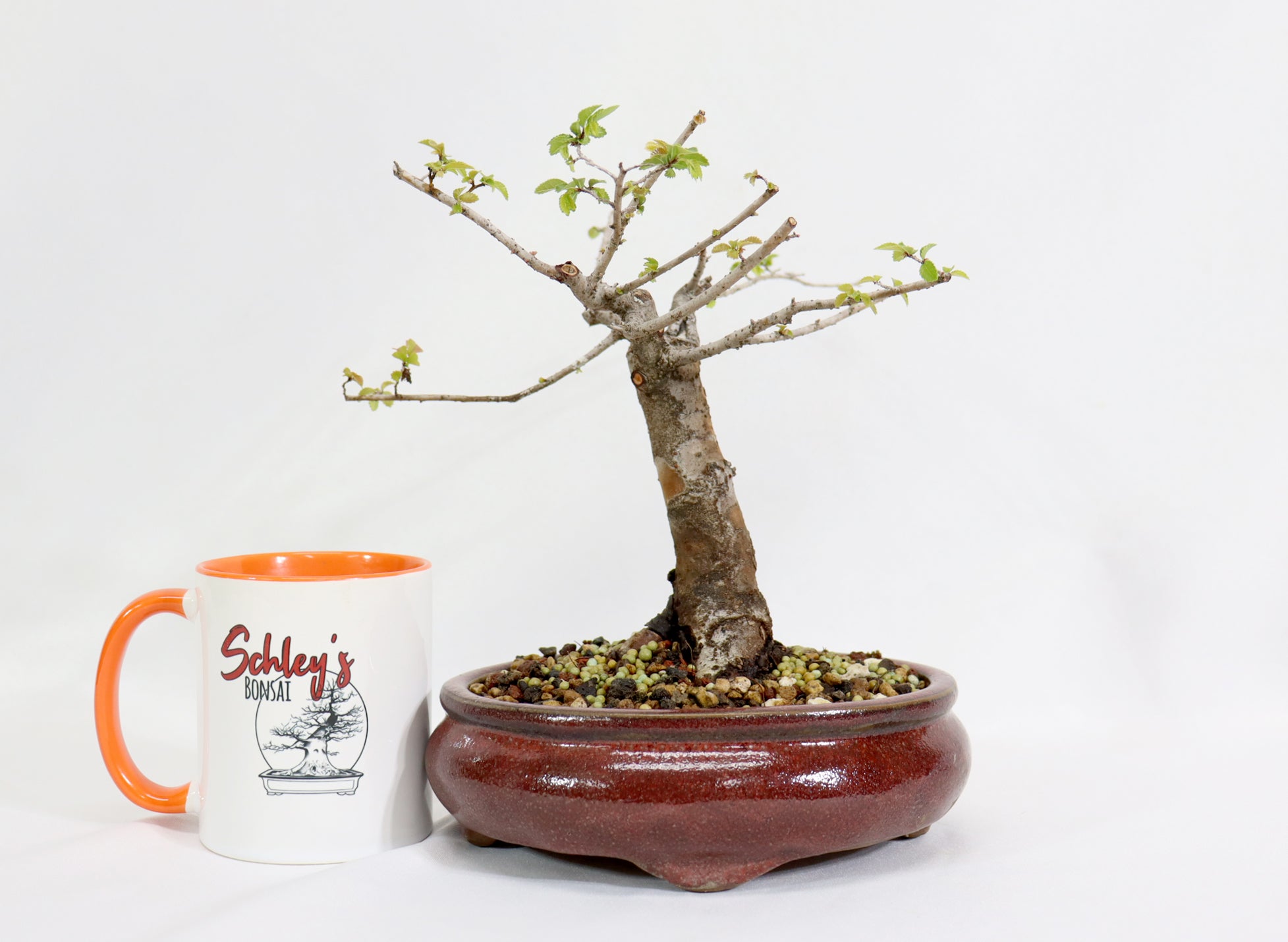 Chinese Elm in a Glazed Oxblood Container