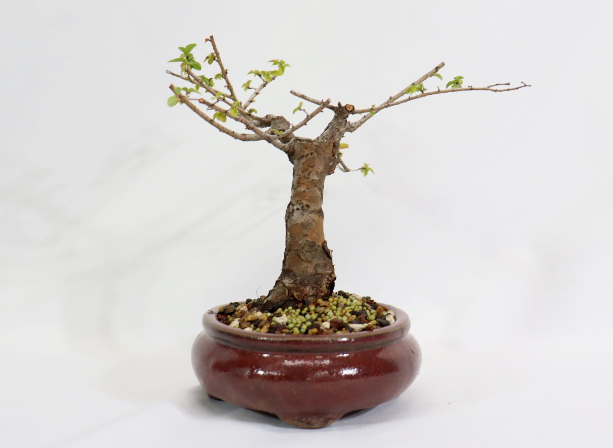 Chinese Elm in a Glazed Oxblood Container - Schley's Bonsai