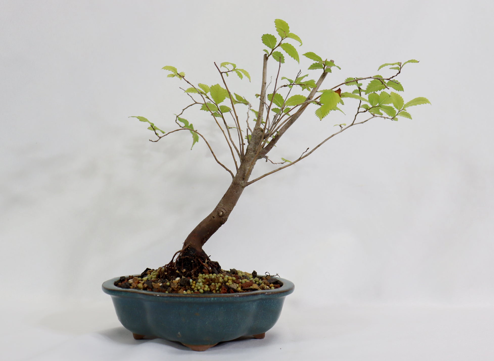 American Elm in a Glazed Container - Schley's Bonsai