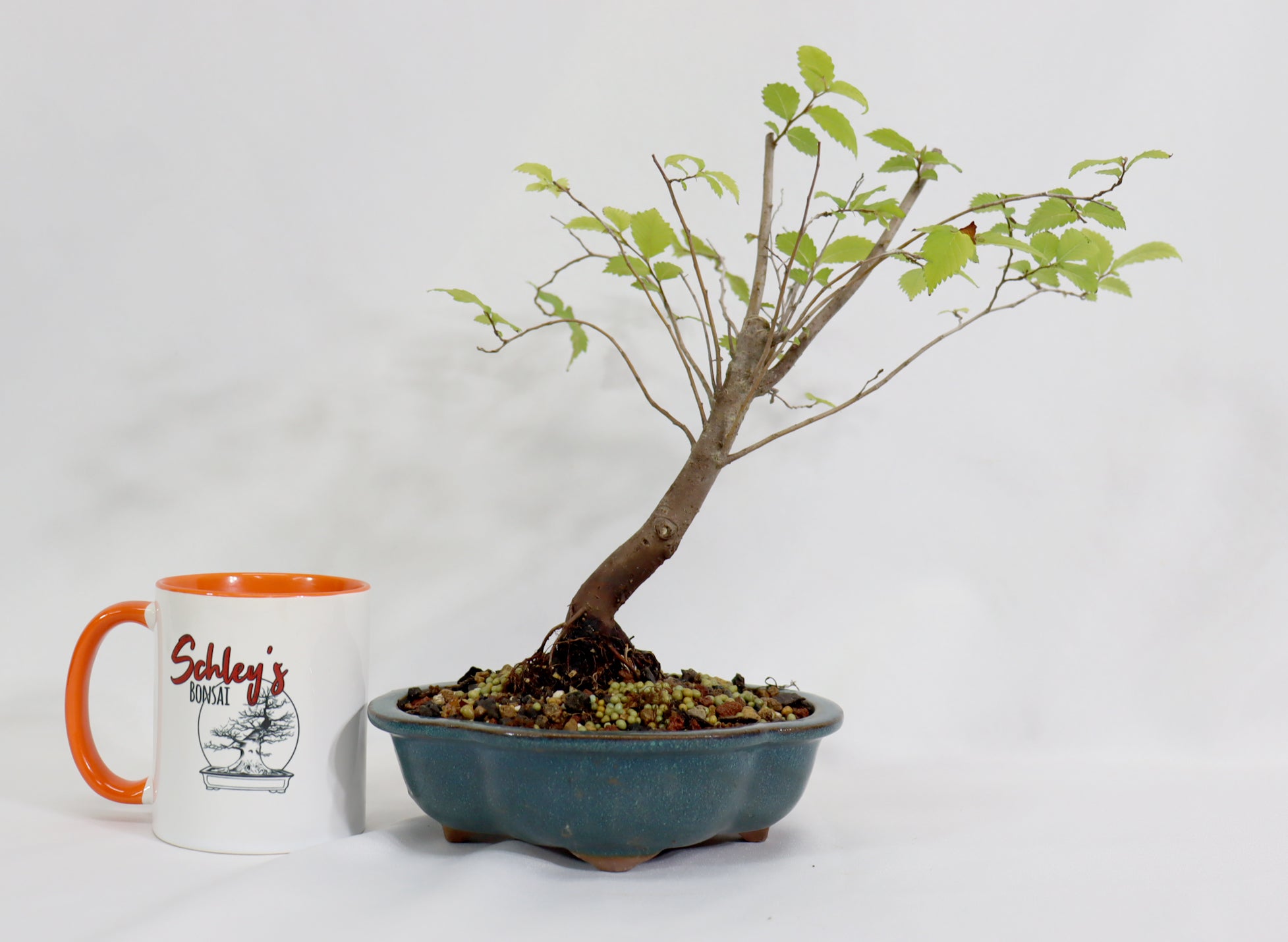 American Elm in a Glazed Container