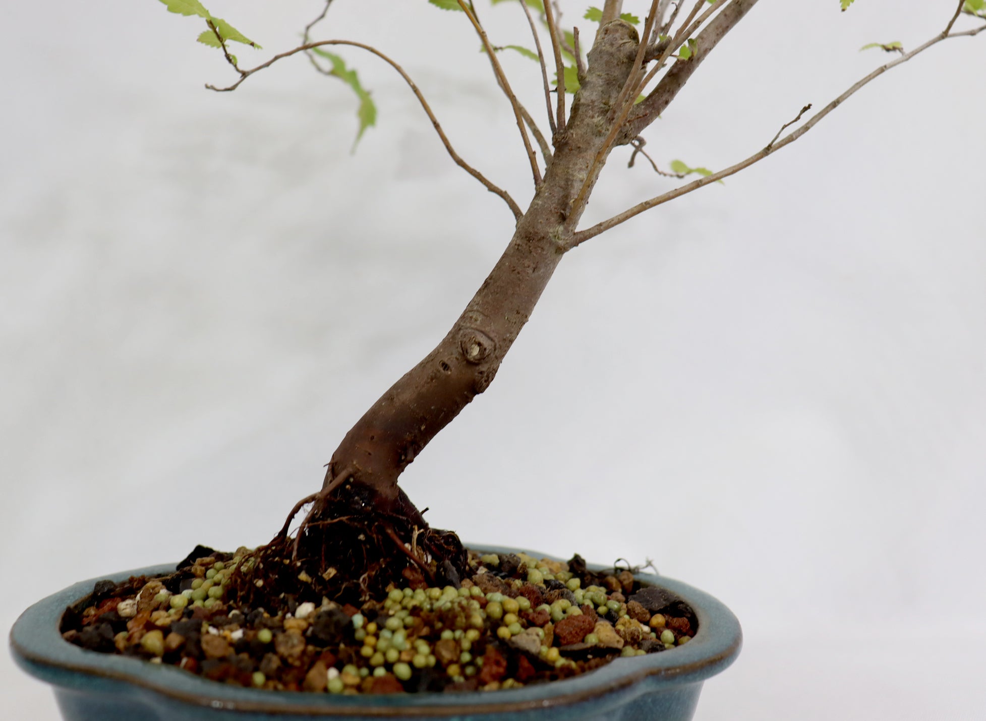 American Elm in a Glazed Container
