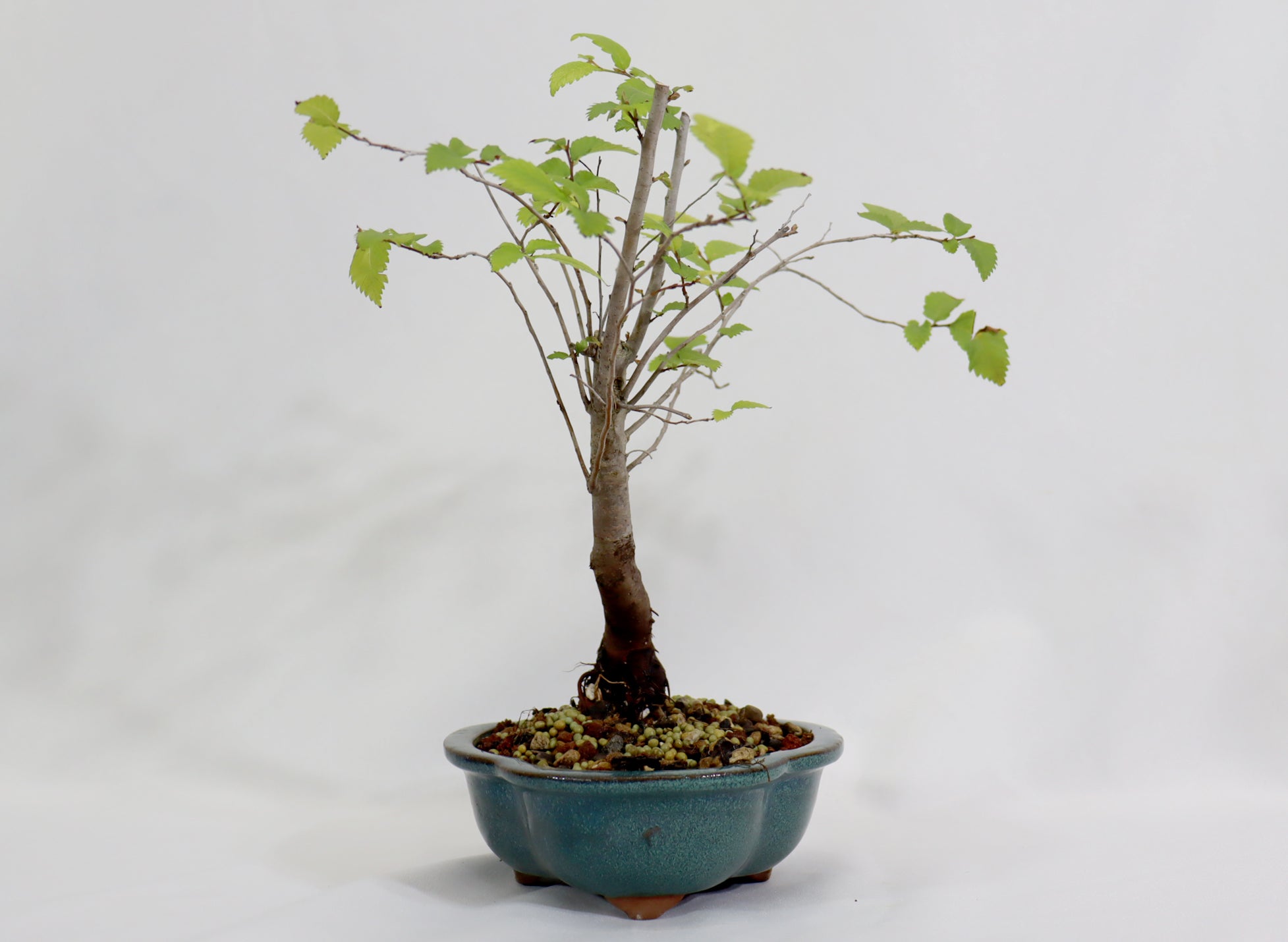 American Elm in a Glazed Container - Schley's Bonsai