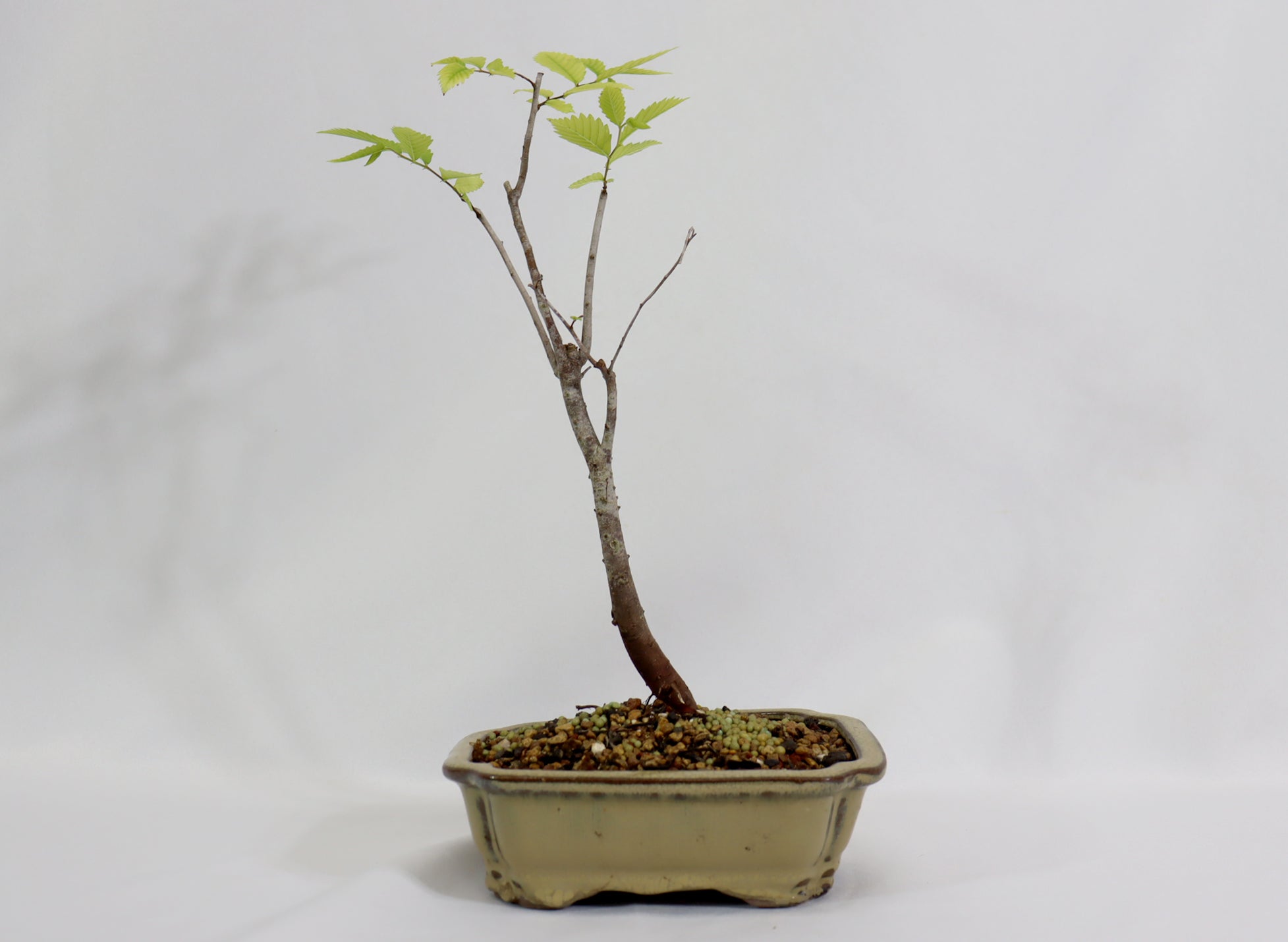 Zelkova in a Glazed Container - Schley's Bonsai